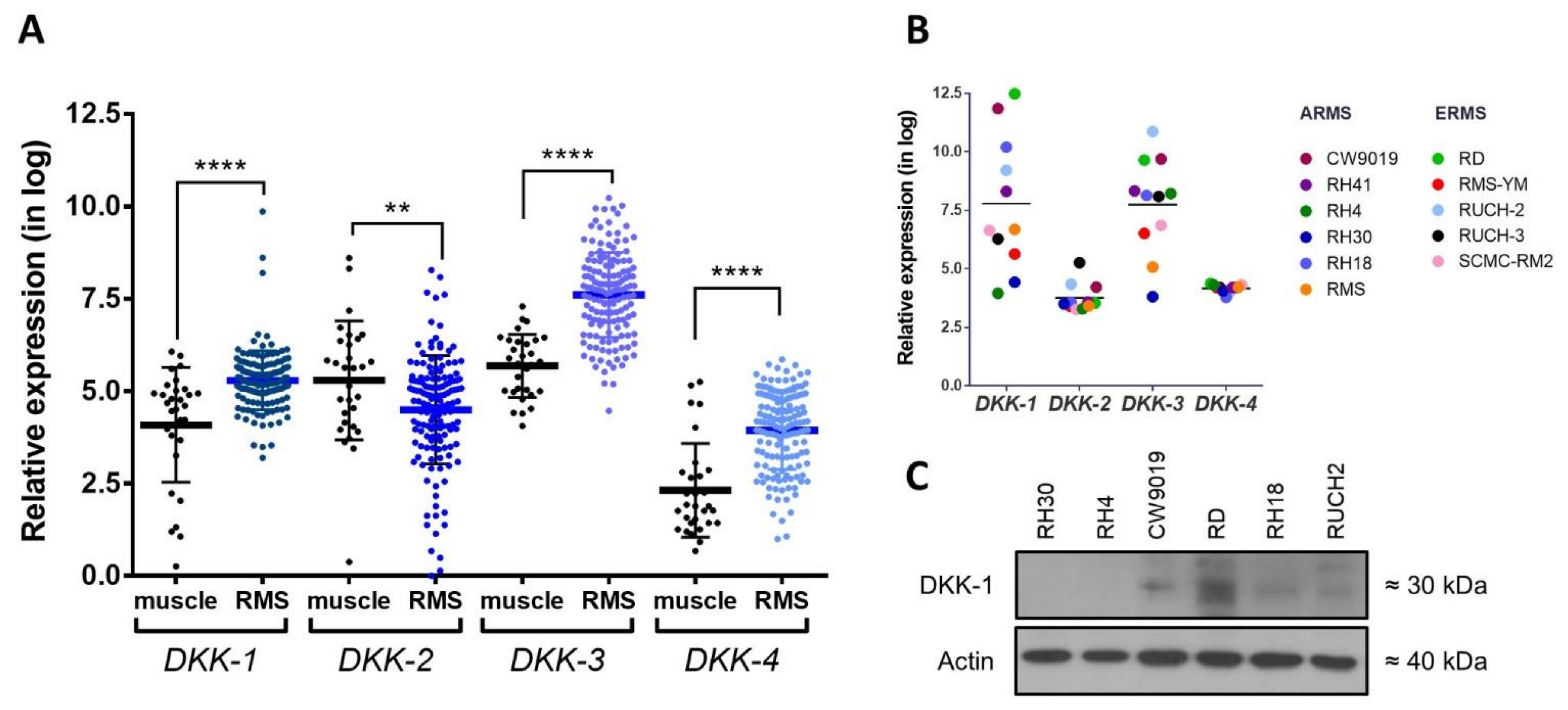 Dickkopf-1 Inhibition Reactivates Wnt/β-Catenin Signaling in