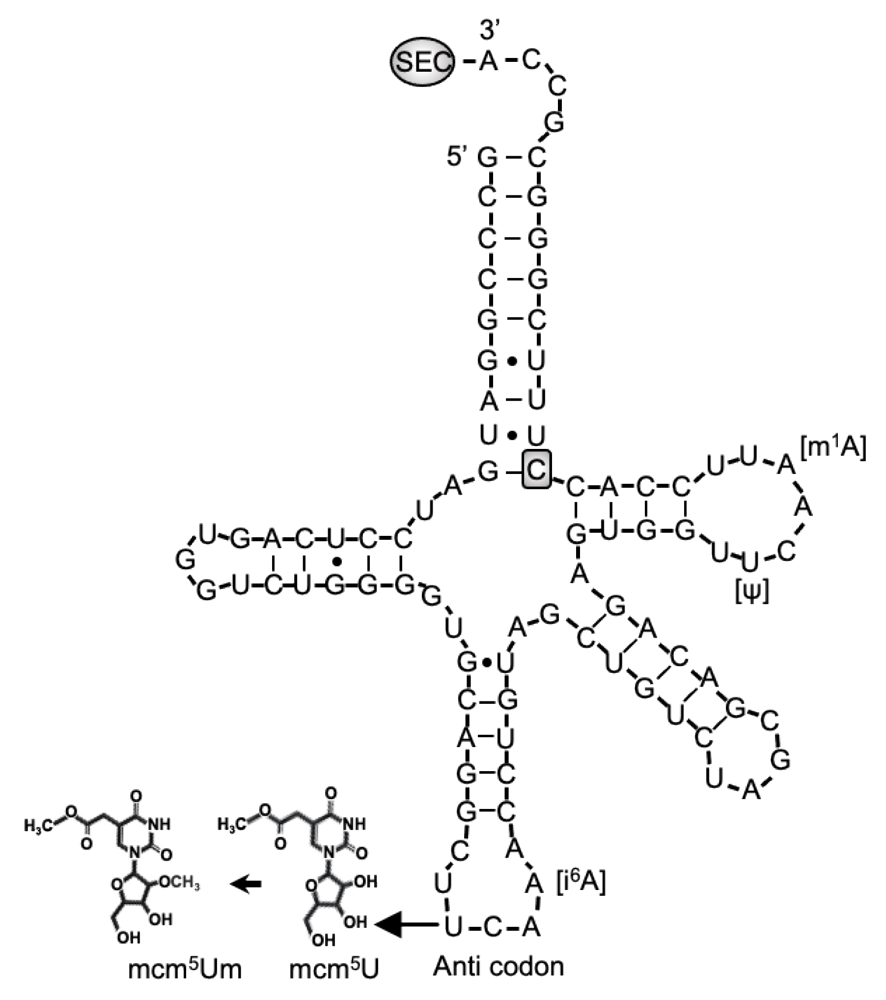 Ijms 22 12927 g003 Ijms 22 12927 g003