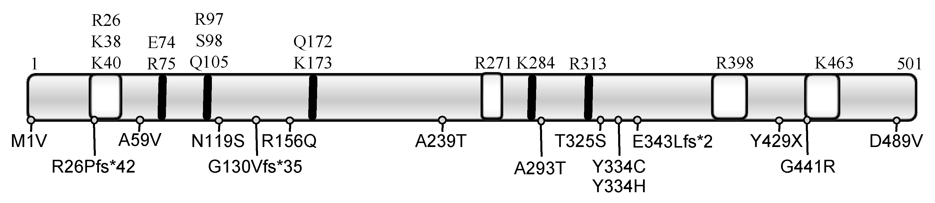 Ijms 22 12927 g004 Ijms 22 12927 g004