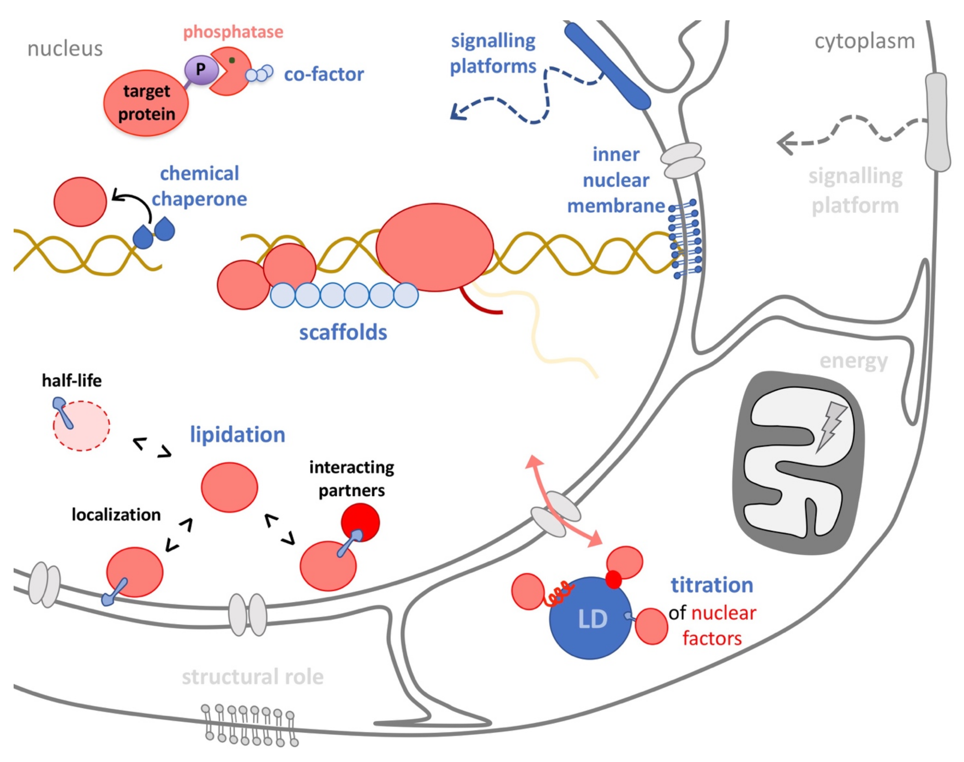 Building Block Lipids  : Mastering Lipid Metabolism