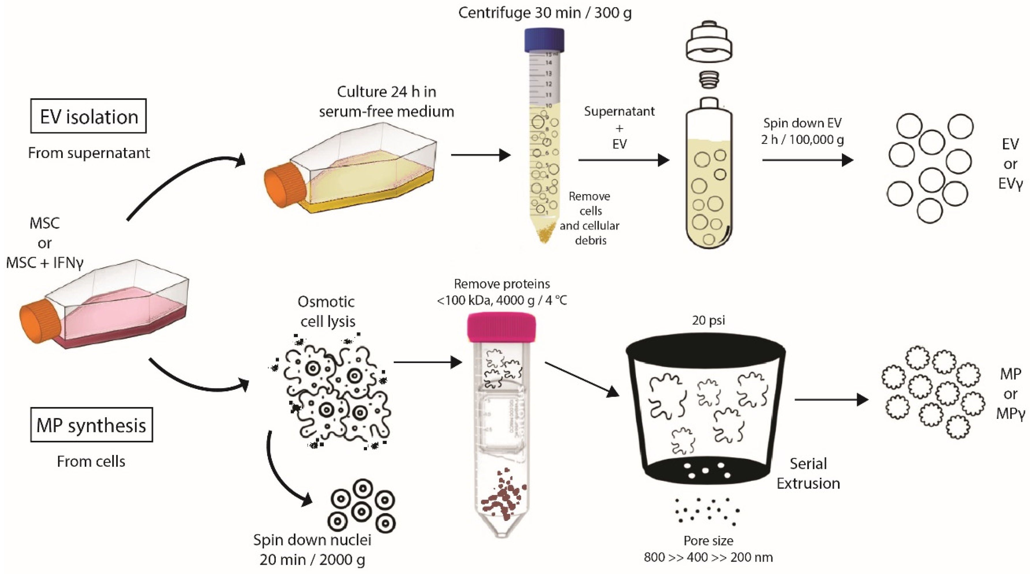 Ijms 22 12935 g001 550