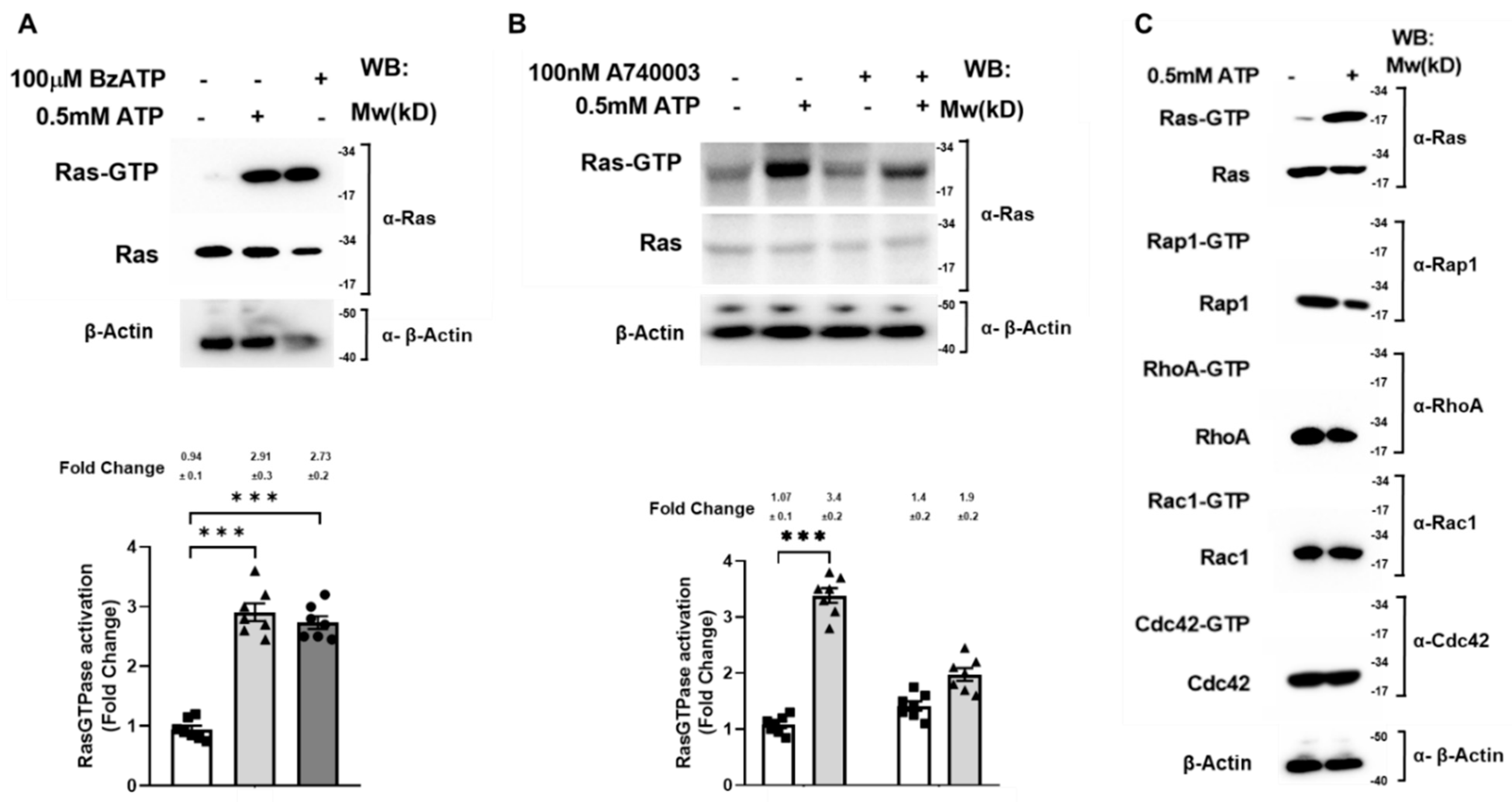 Ijms 22 12936 g002 550