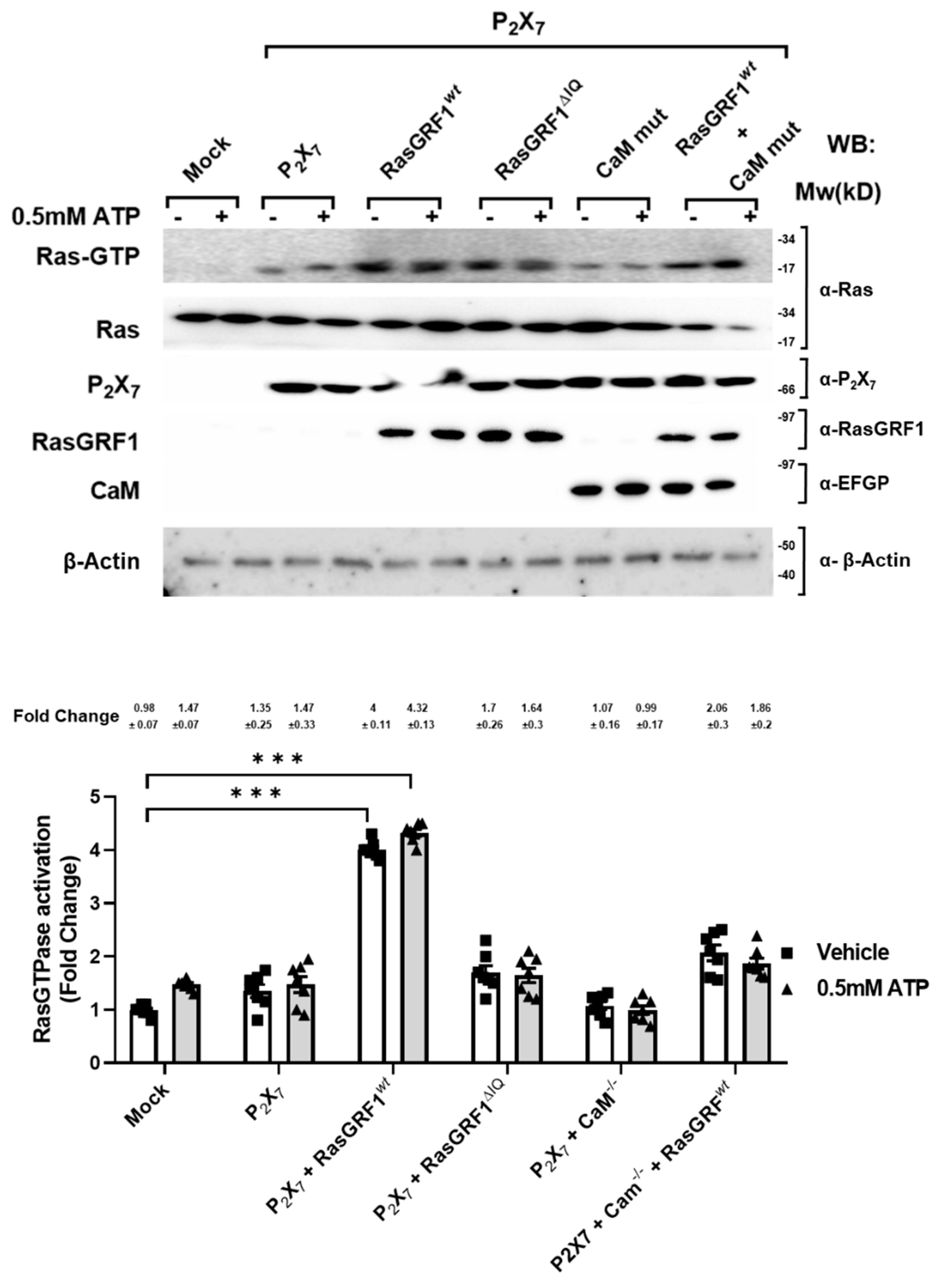 Ijms 22 12936 g003 550