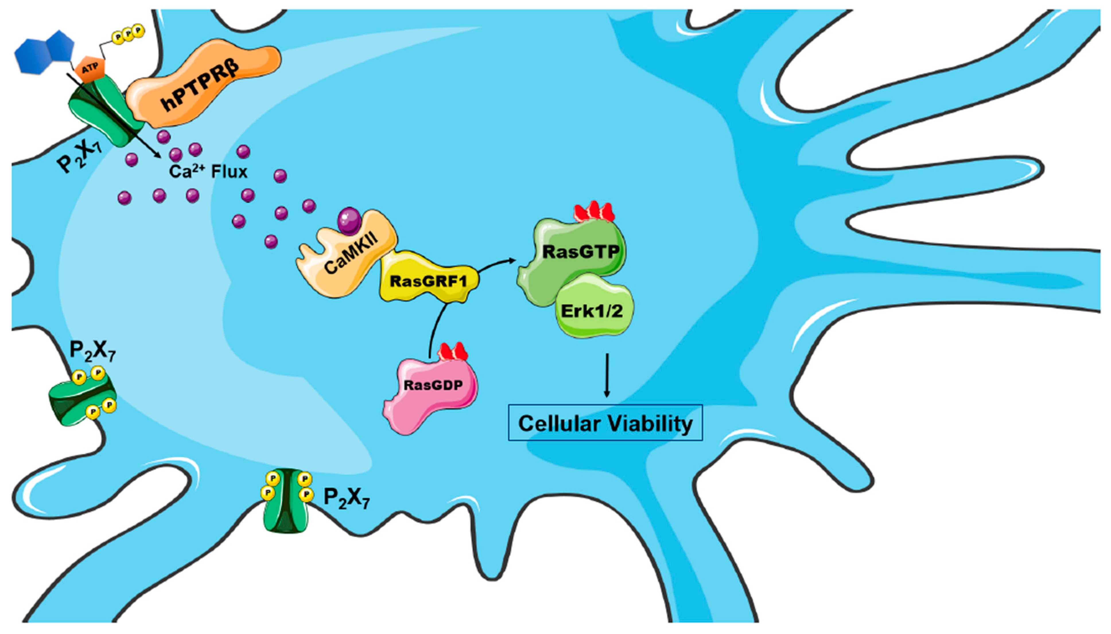 Ijms 22 12936 g006 550