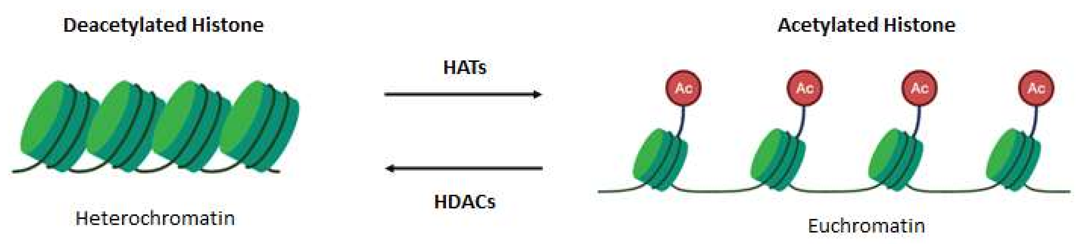 Ijms 22 12952 g001 550