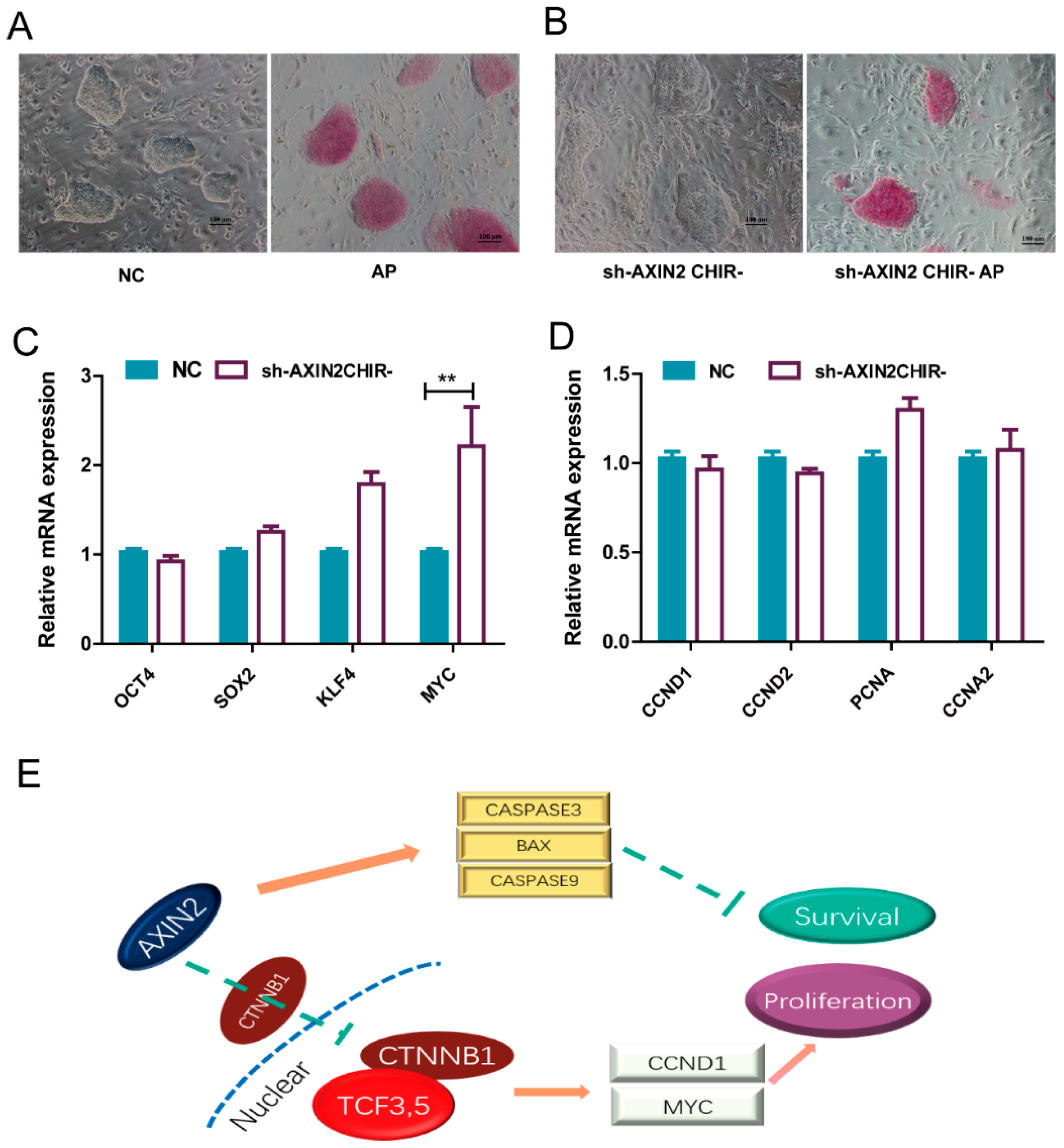 Ijms 22 12954 g006 550