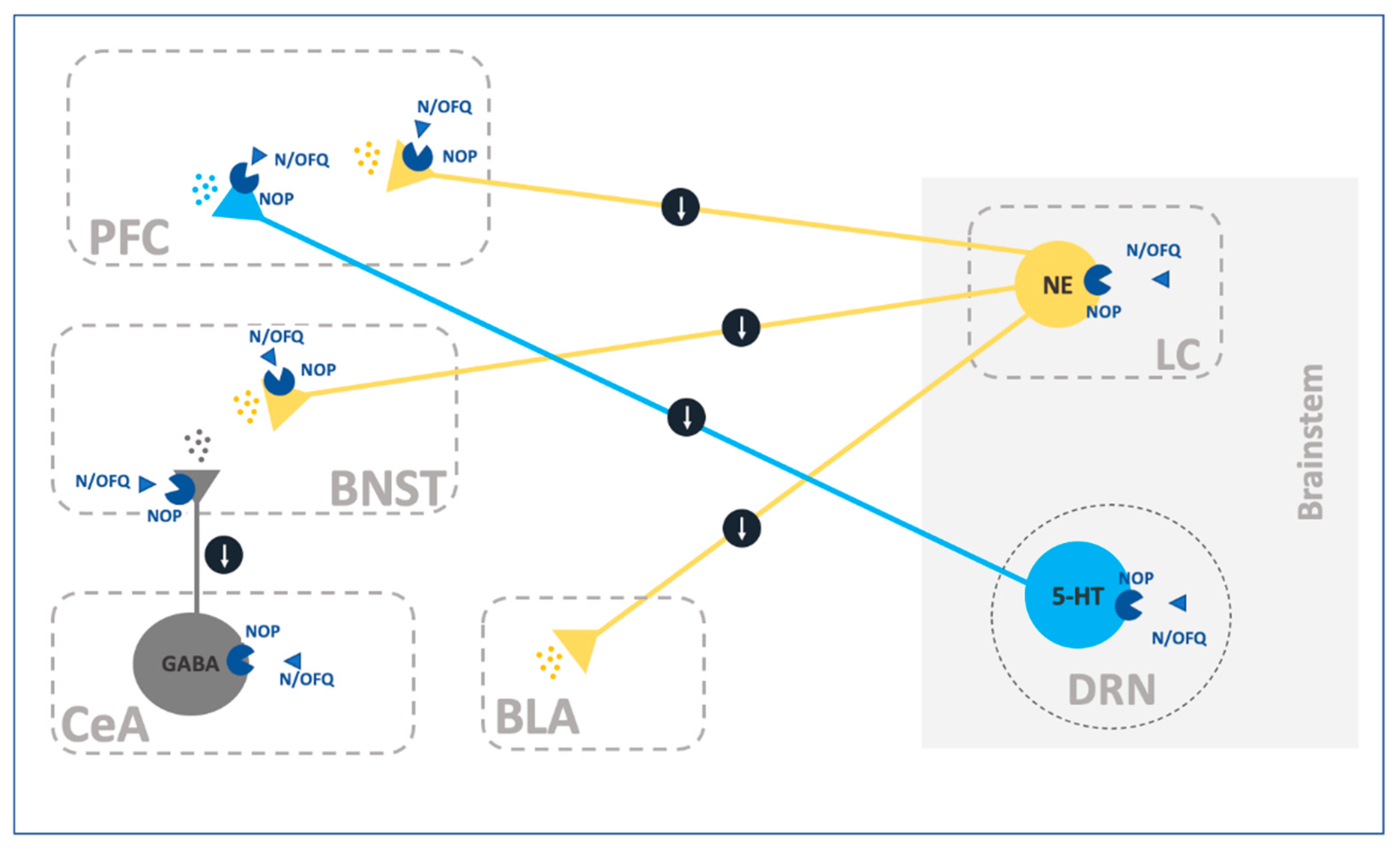 Ijms 22 12956 g002 Ijms 22 12956 g002