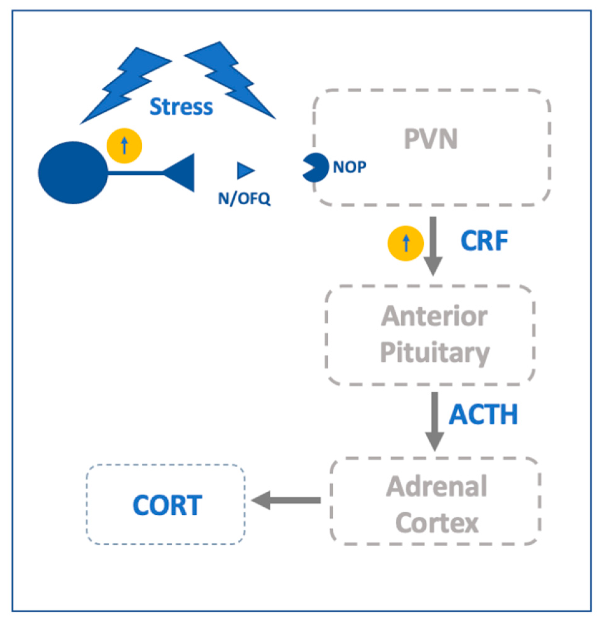 Ijms 22 12956 g003 Ijms 22 12956 g003