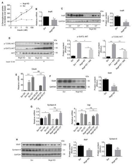 Neuregulin 4 Downregulation Induces Insulin Resistance in 3T3-L1