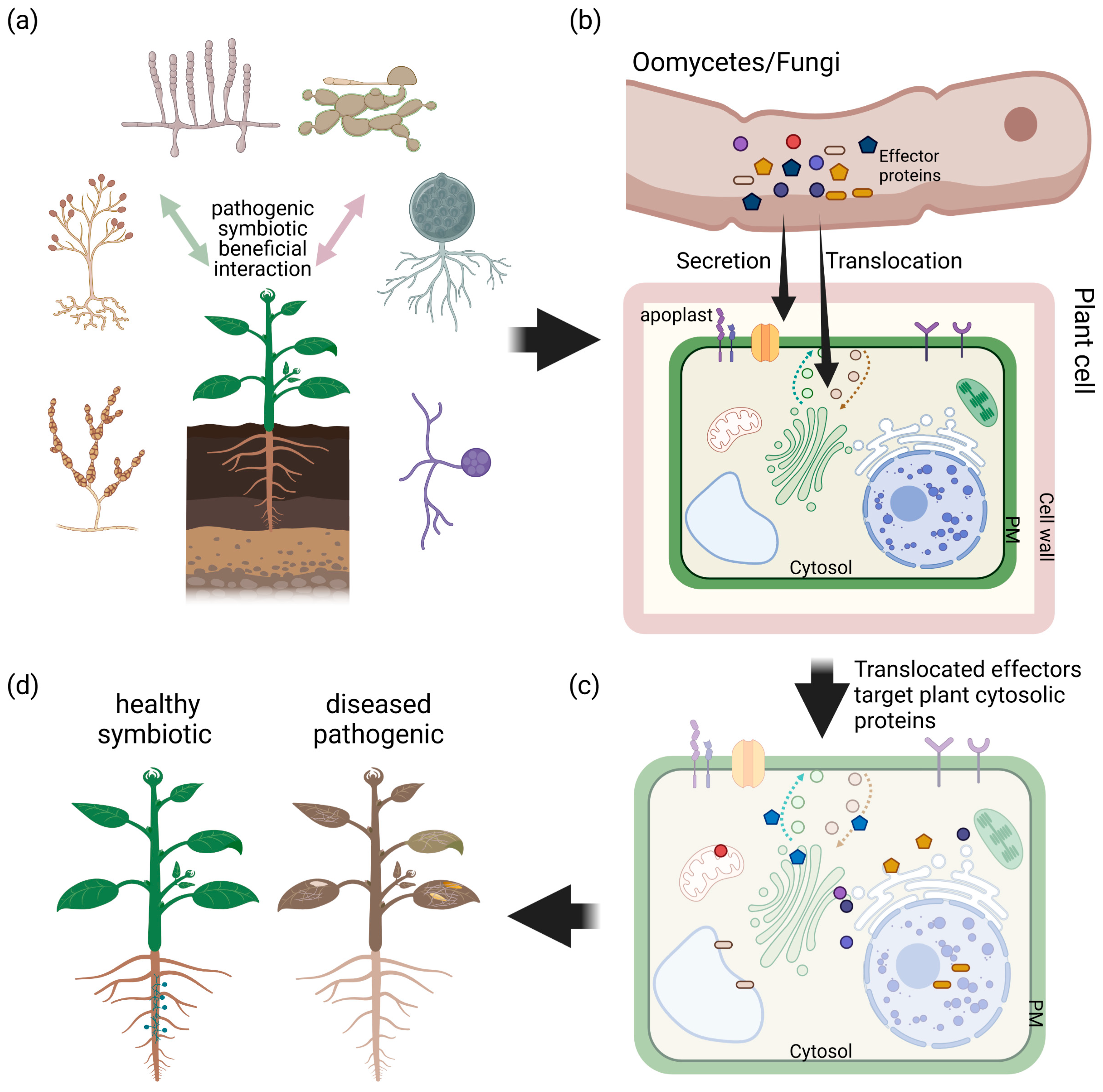 Ijms 22 12962 g001 550