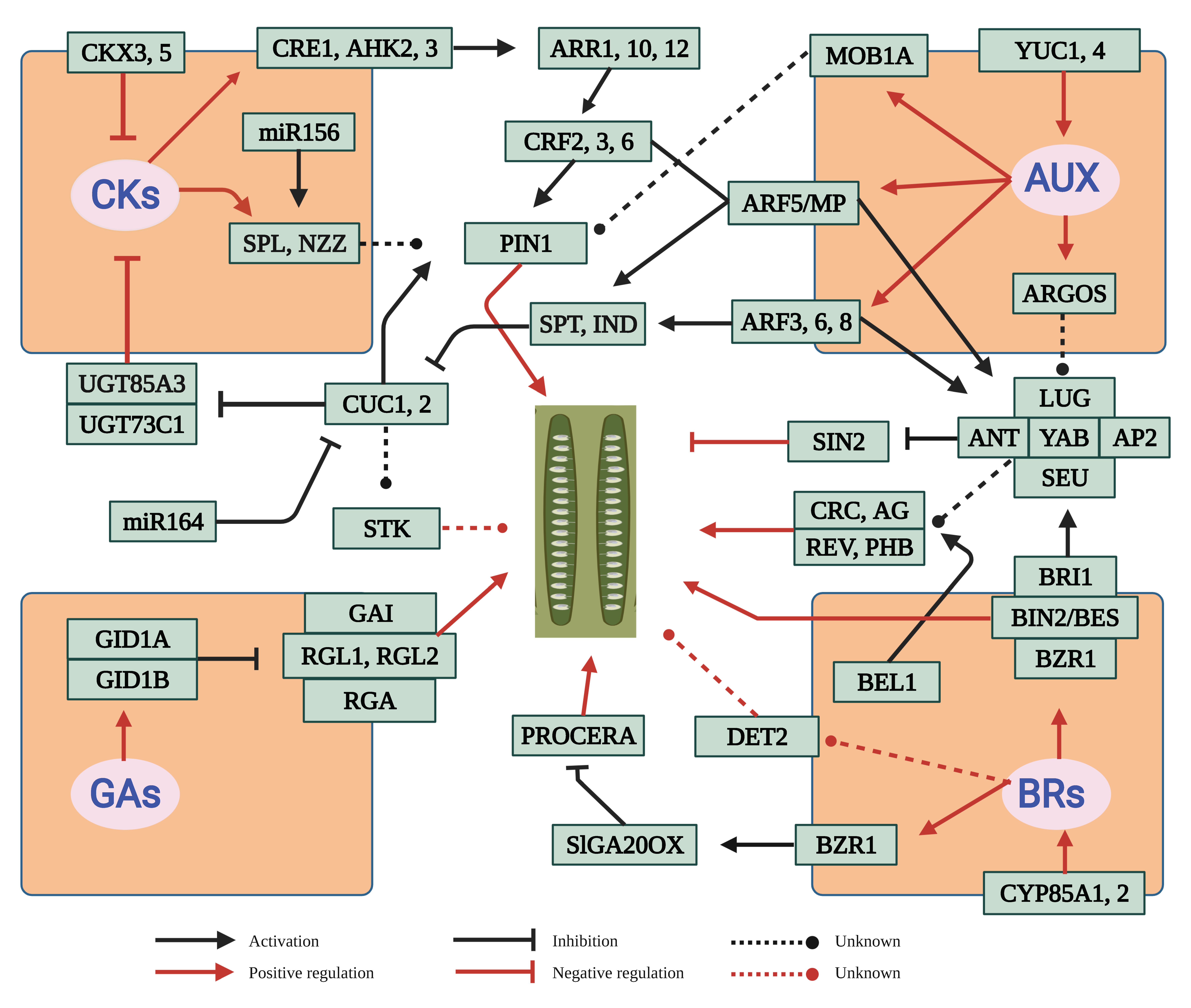 Ijms 22 12965 g002 Ijms 22 12965 g002