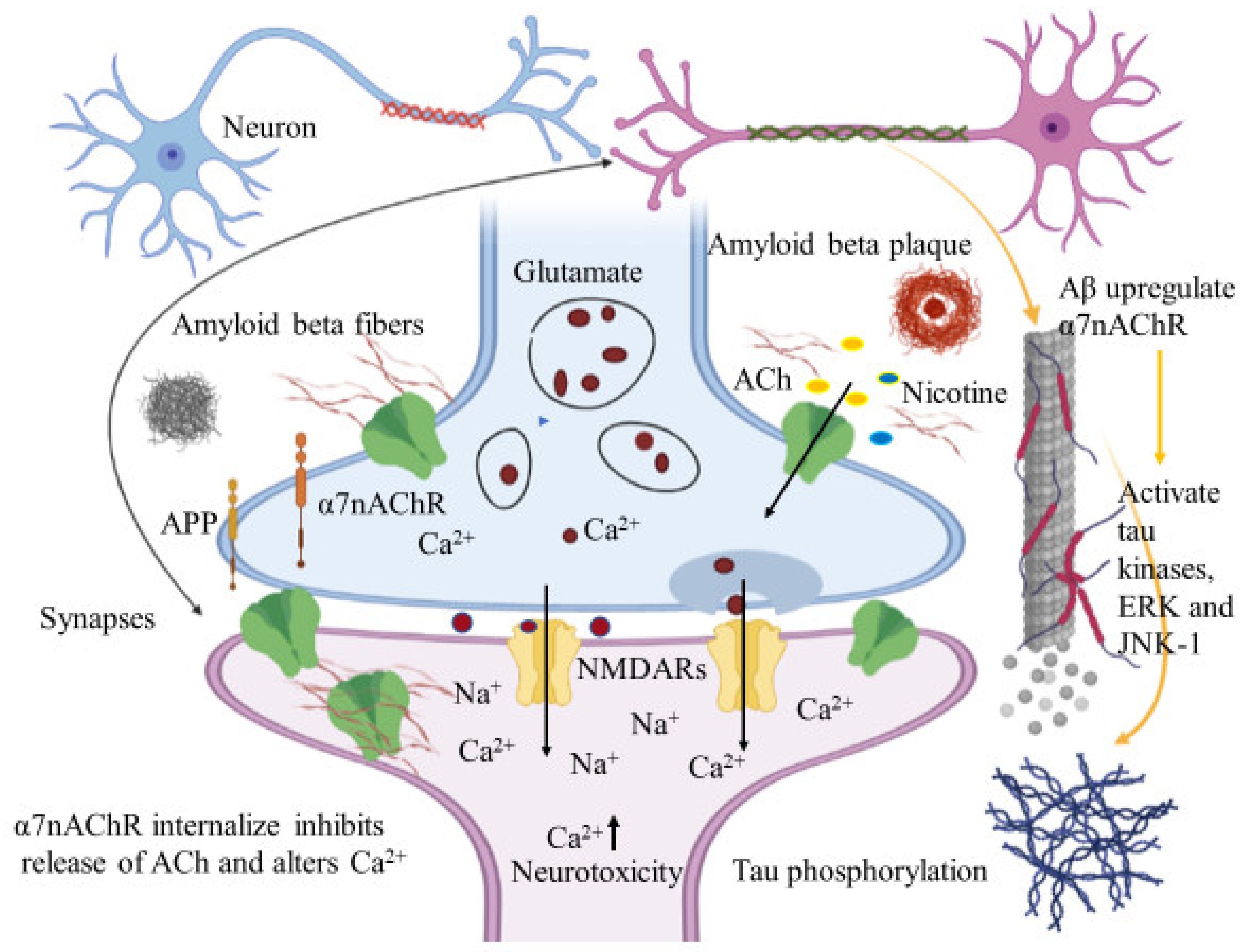 Do Plaques And Tangles Kill Brain Cells at Lynn Fiedler blog