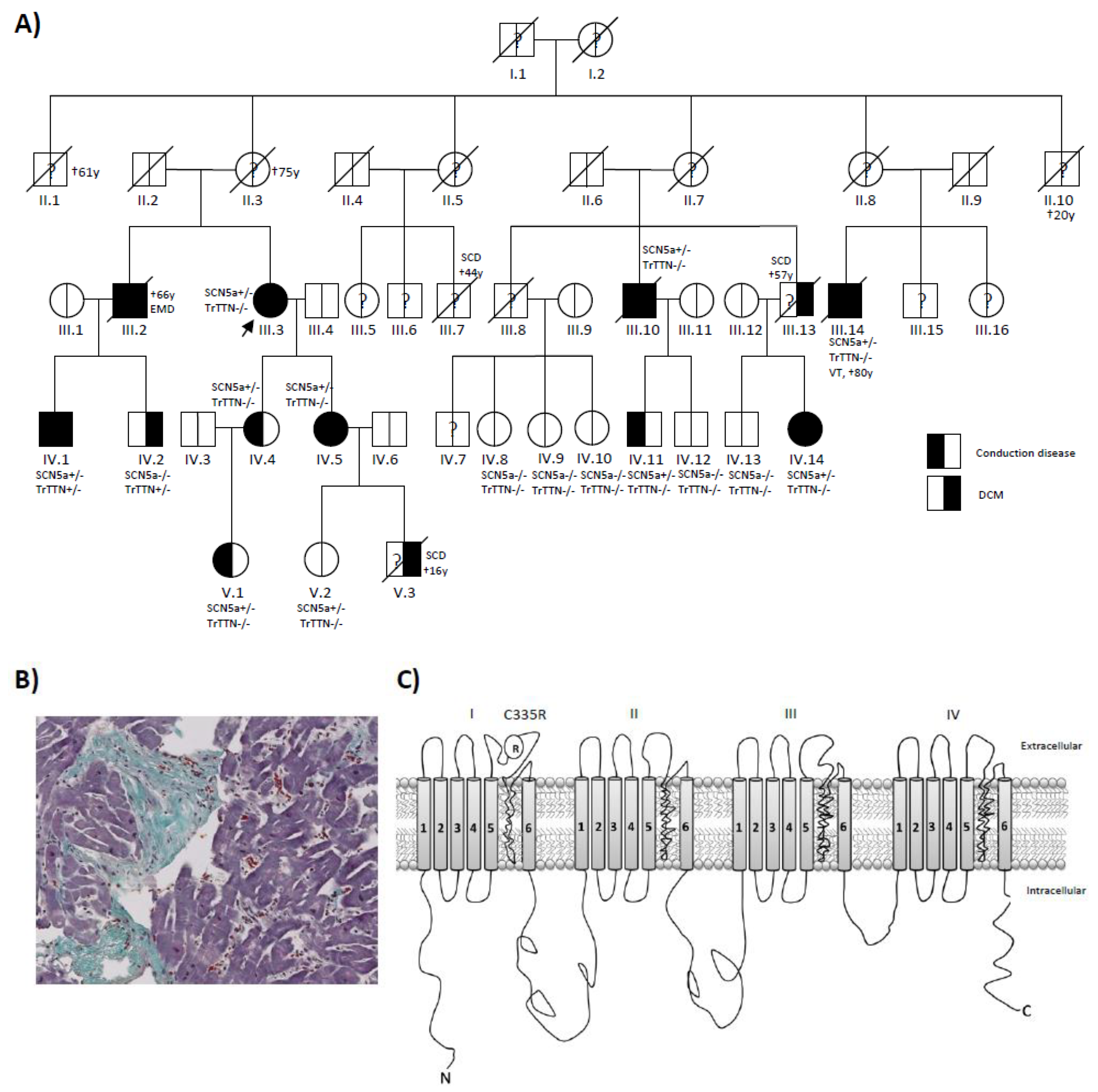 Ijms 22 12990 g001 Ijms 22 12990 g001