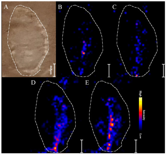 Ijms Free Full Text Multimodal Spectroscopic Imaging Of Pea Root Nodules To Assess The Nitrogen Fixation In The Presence Of Biofertilizer Based On Nod Factors Html