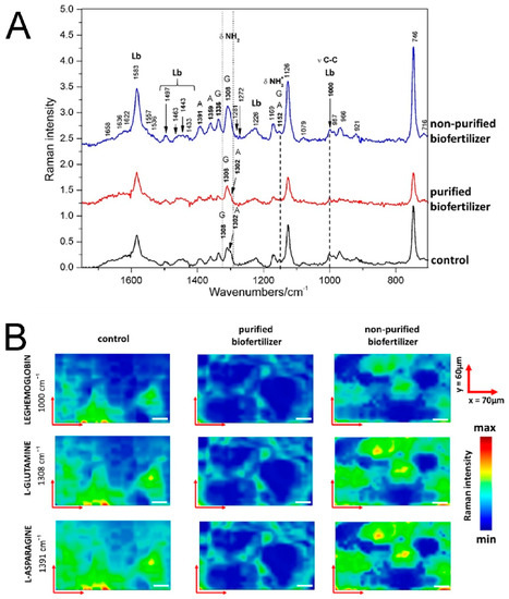 Ijms Free Full Text Multimodal Spectroscopic Imaging Of Pea Root Nodules To Assess The Nitrogen Fixation In The Presence Of Biofertilizer Based On Nod Factors Html
