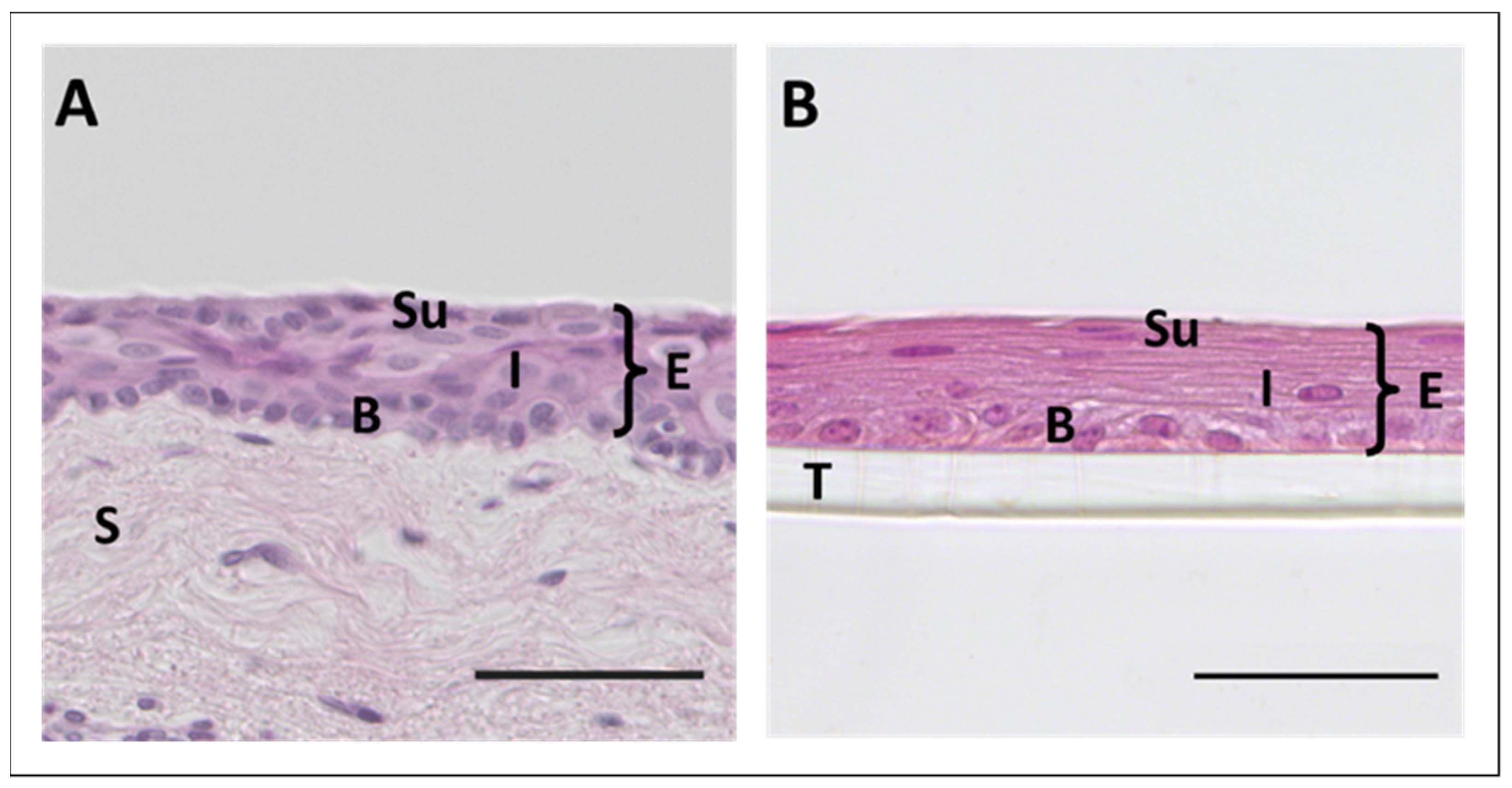 Ijms 22 12994 g003 Ijms 22 12994 g003