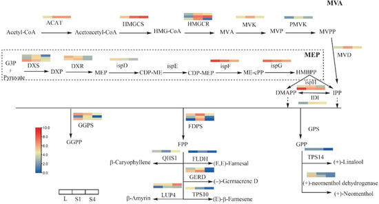 Transcriptional Responses and GCMS Analysis for the Biosynthesis of ...