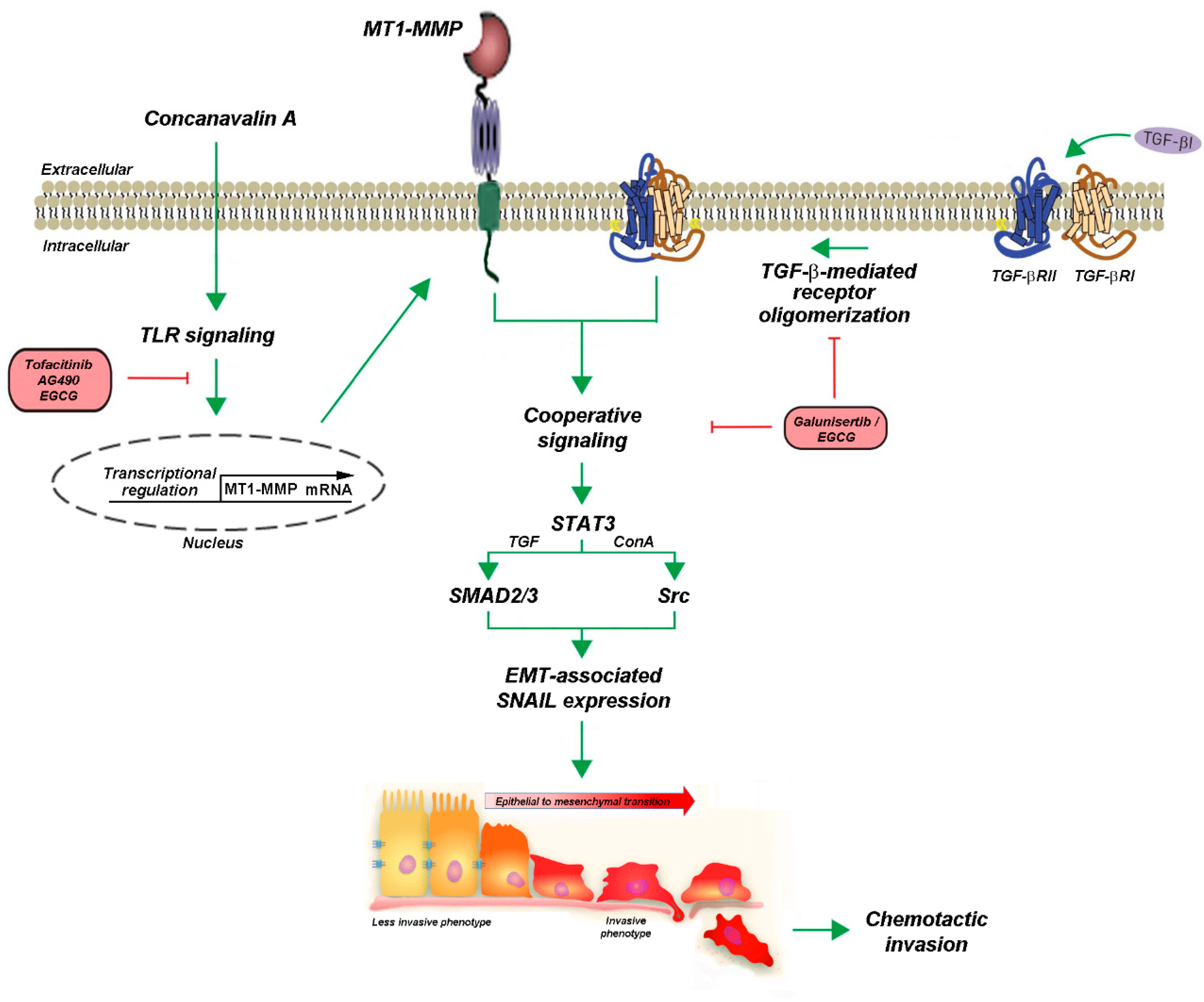 Ijms 22 13006 g008 Ijms 22 13006 g008