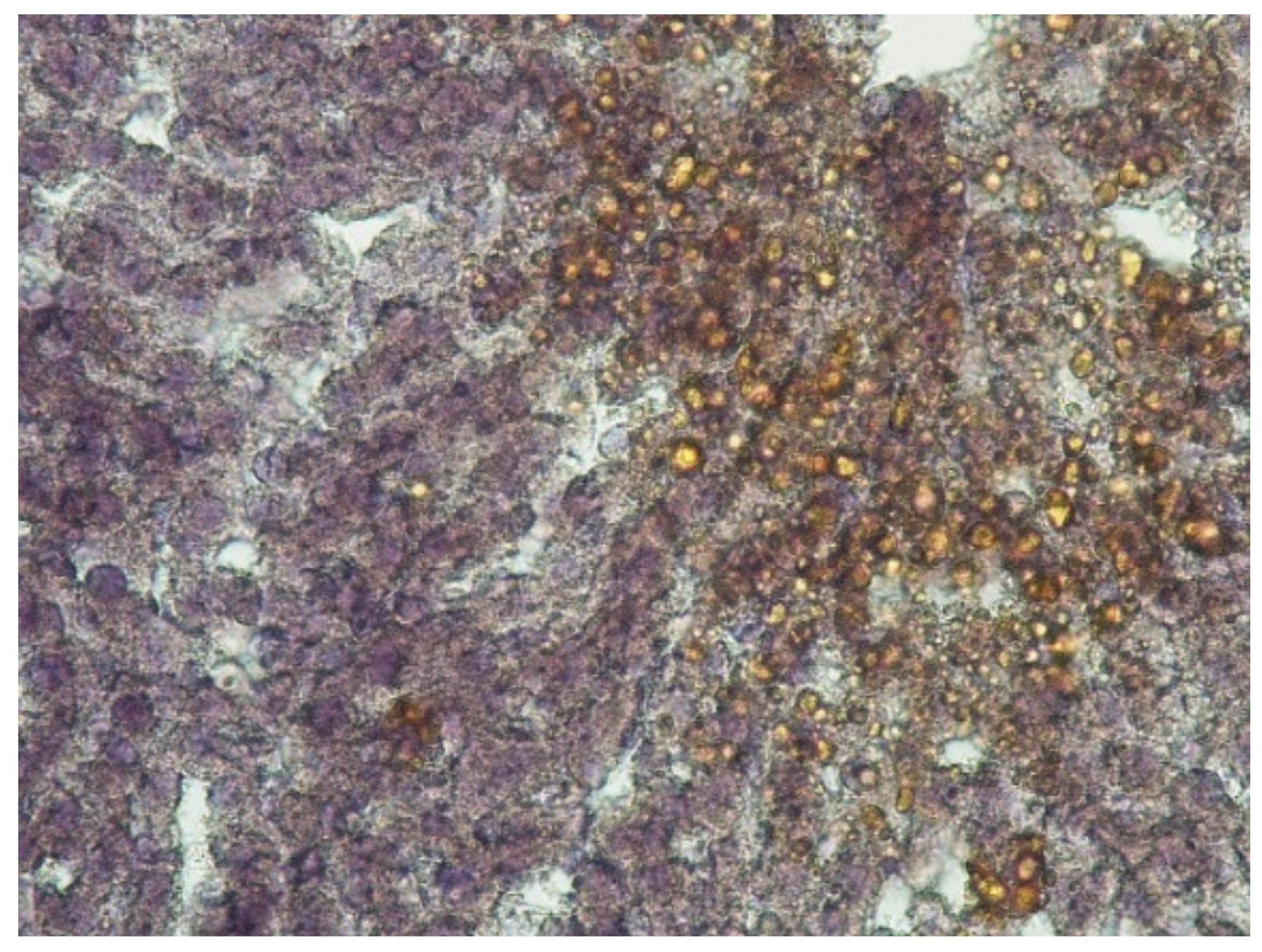 Ijms 22 13007 g003 Ijms 22 13007 g003