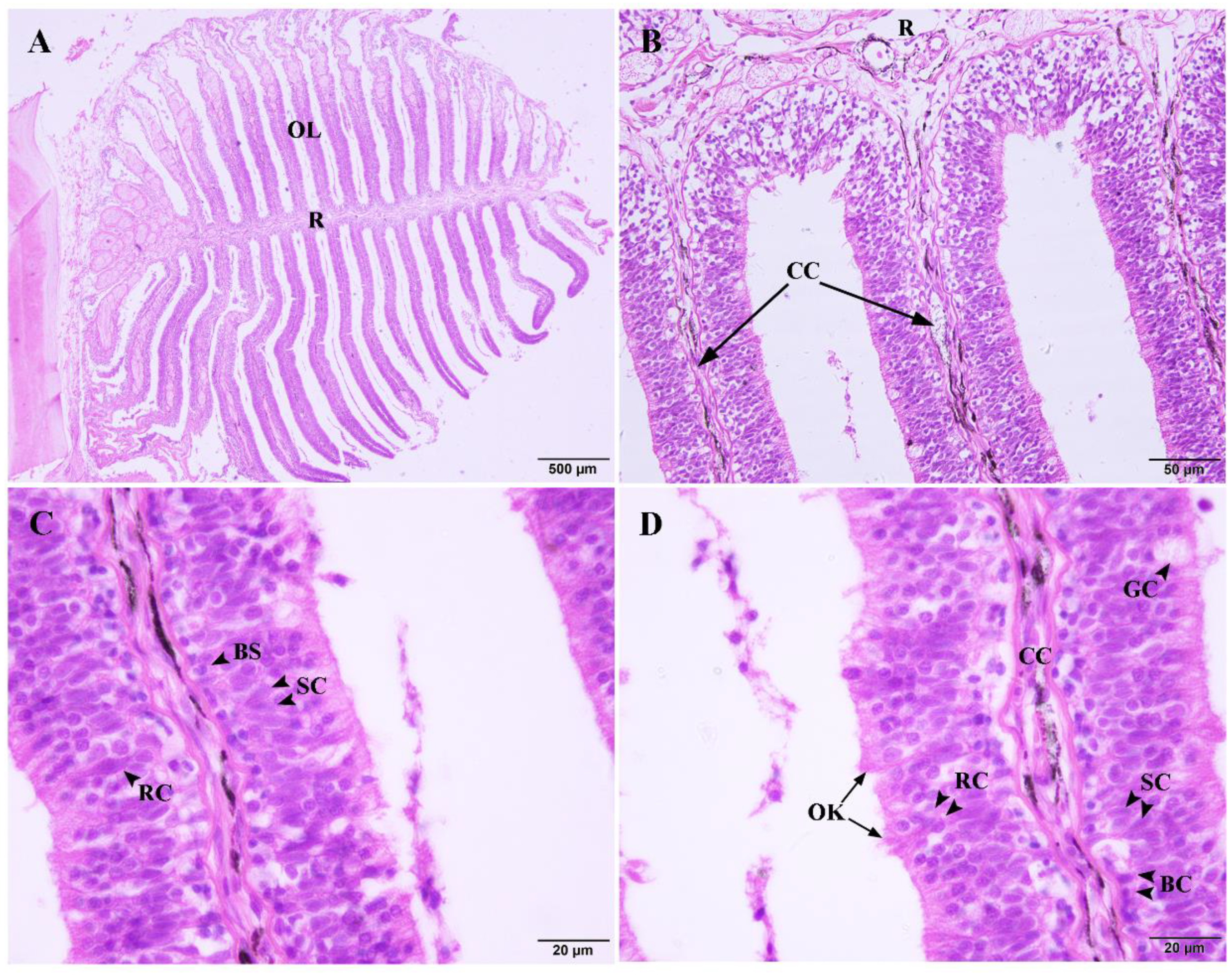 Ijms 22 13017 g001 Ijms 22 13017 g001