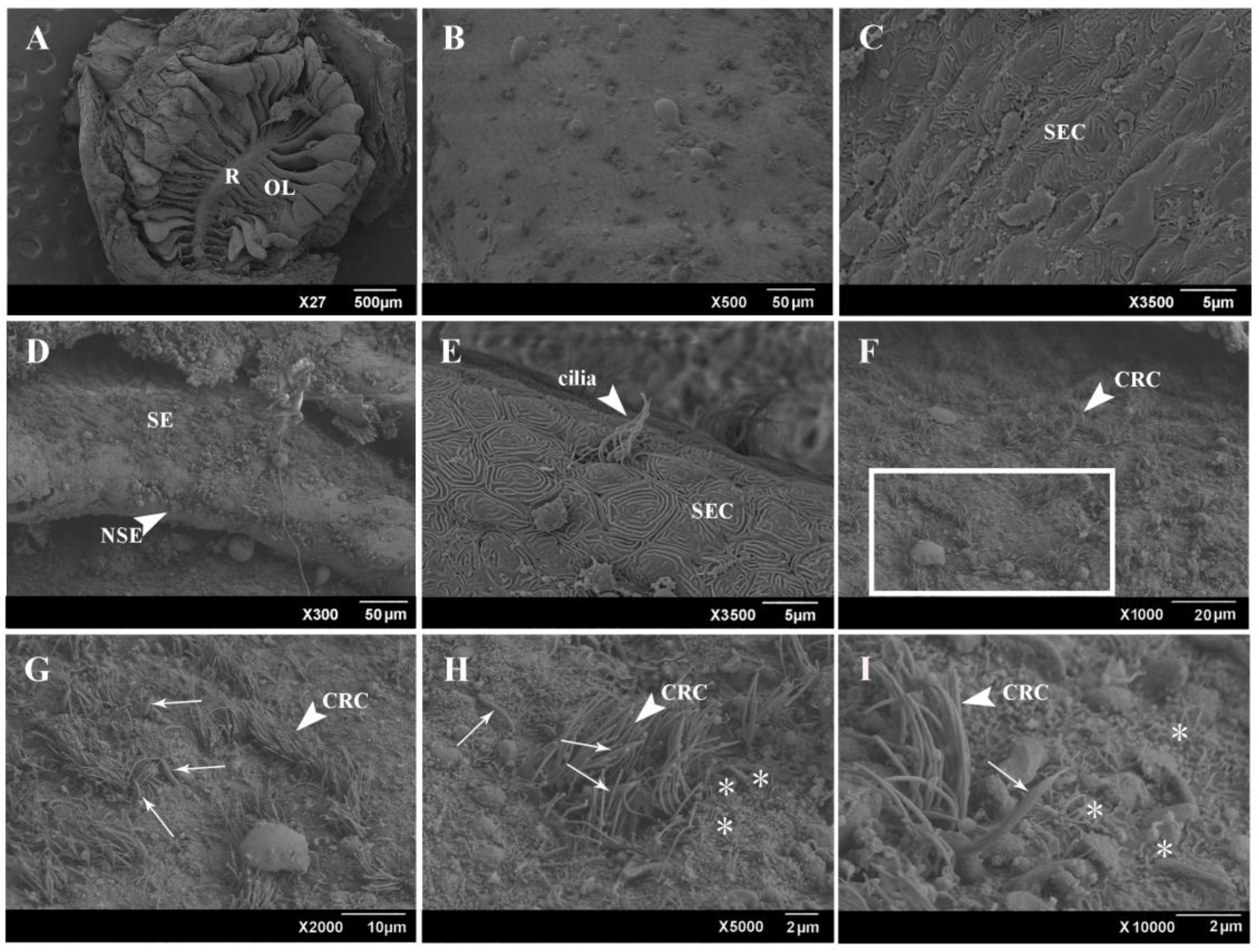 Ijms 22 13017 g002 Ijms 22 13017 g002