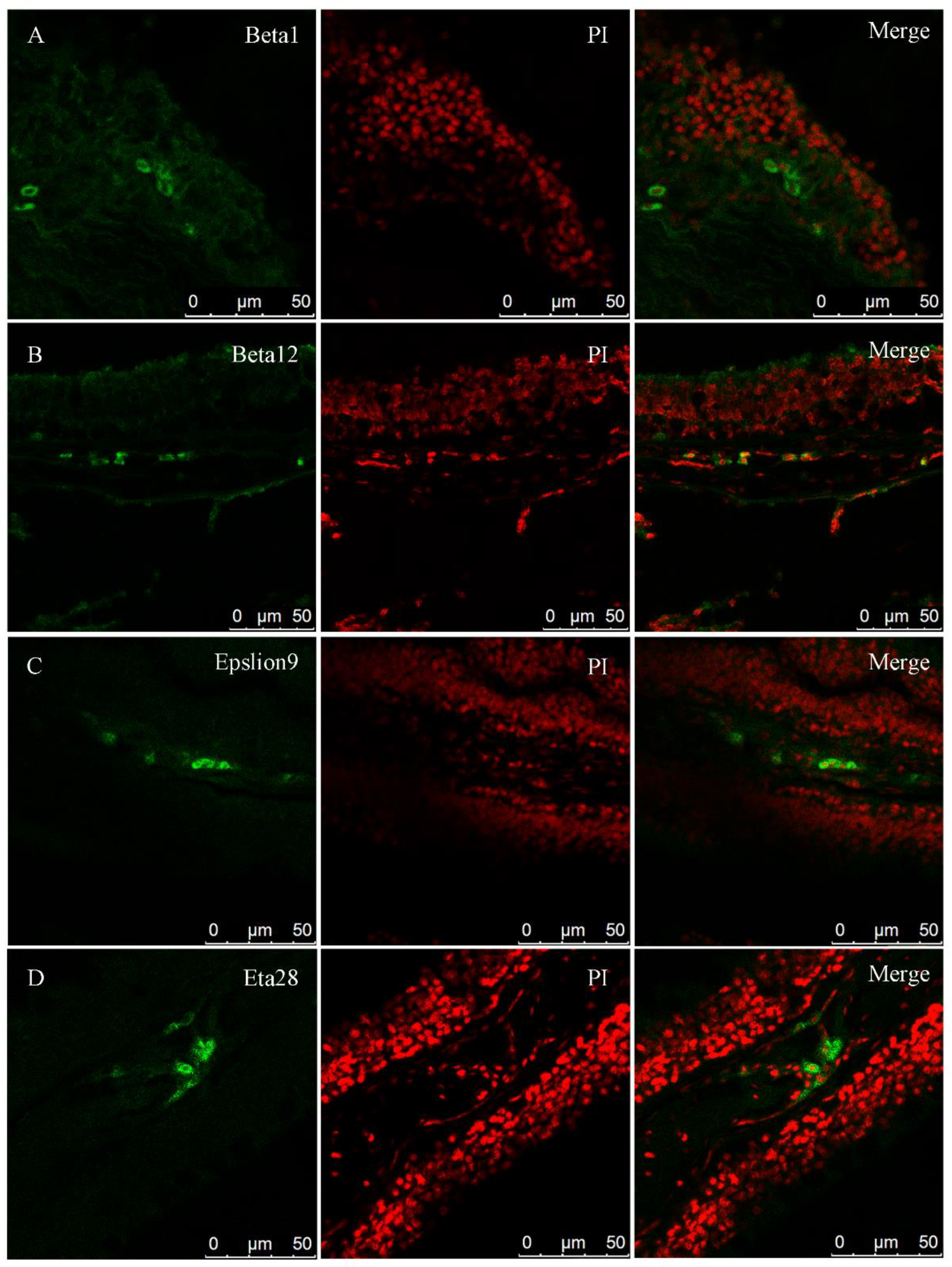 Ijms 22 13017 g008 Ijms 22 13017 g008