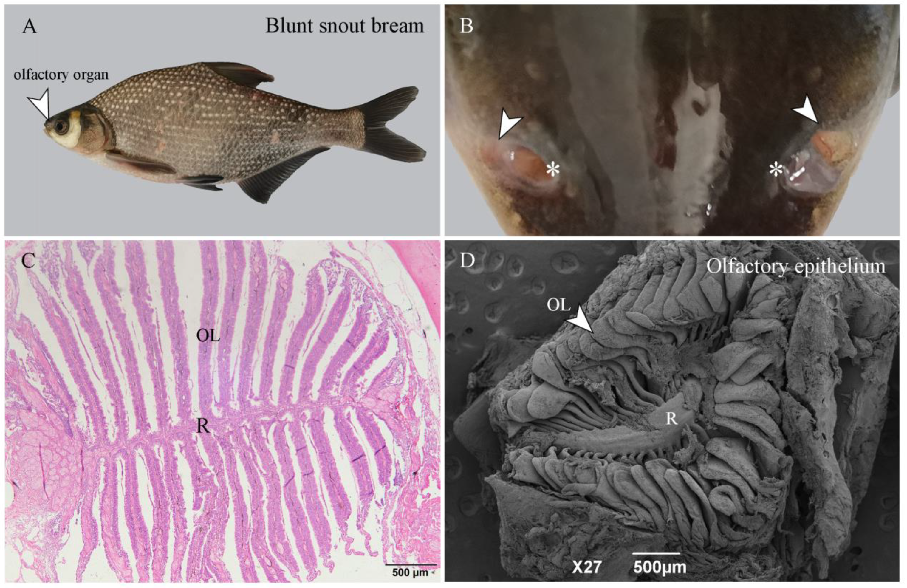 Ijms 22 13017 g009 Ijms 22 13017 g009