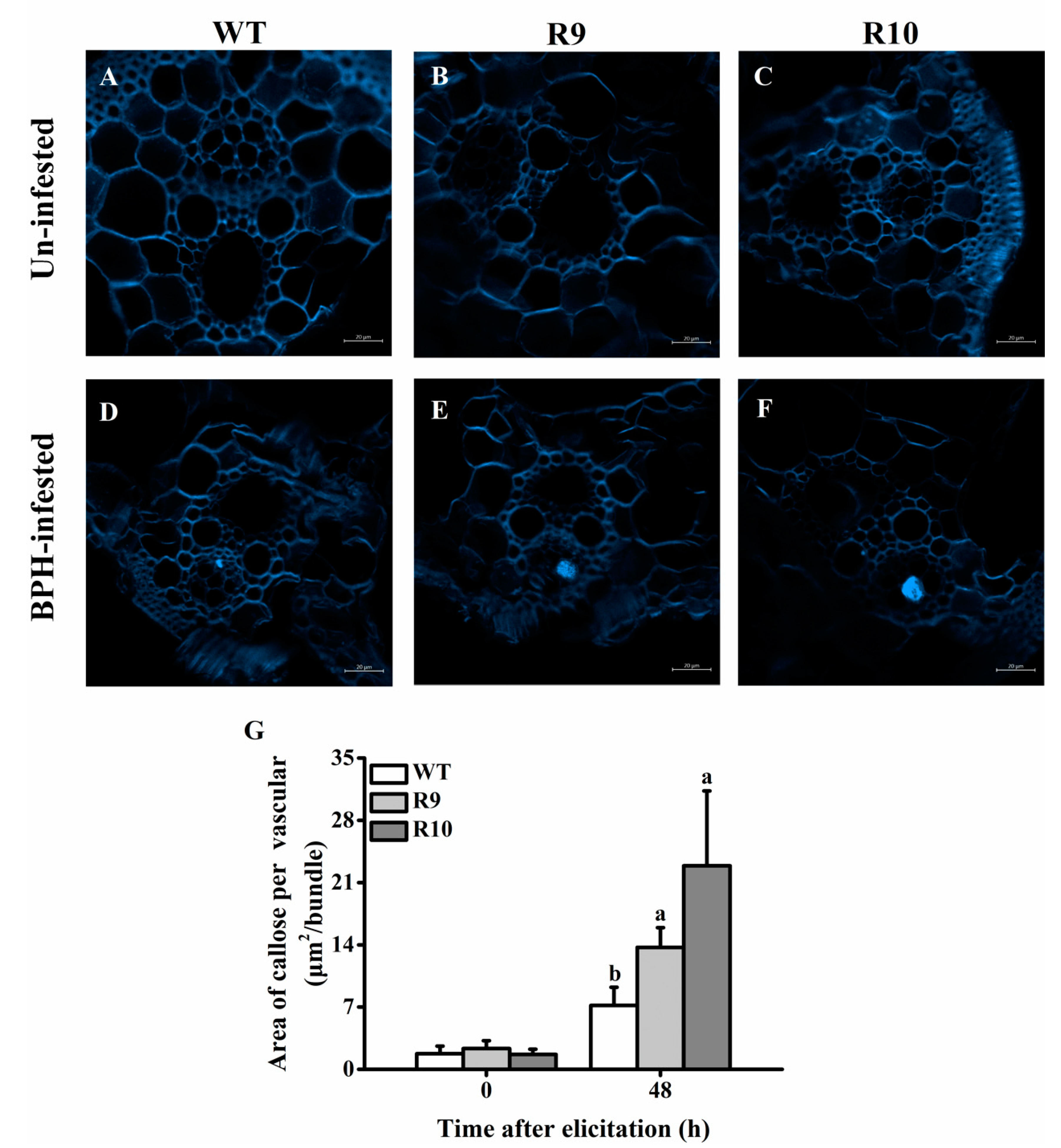Ijms 22 13020 g006 550