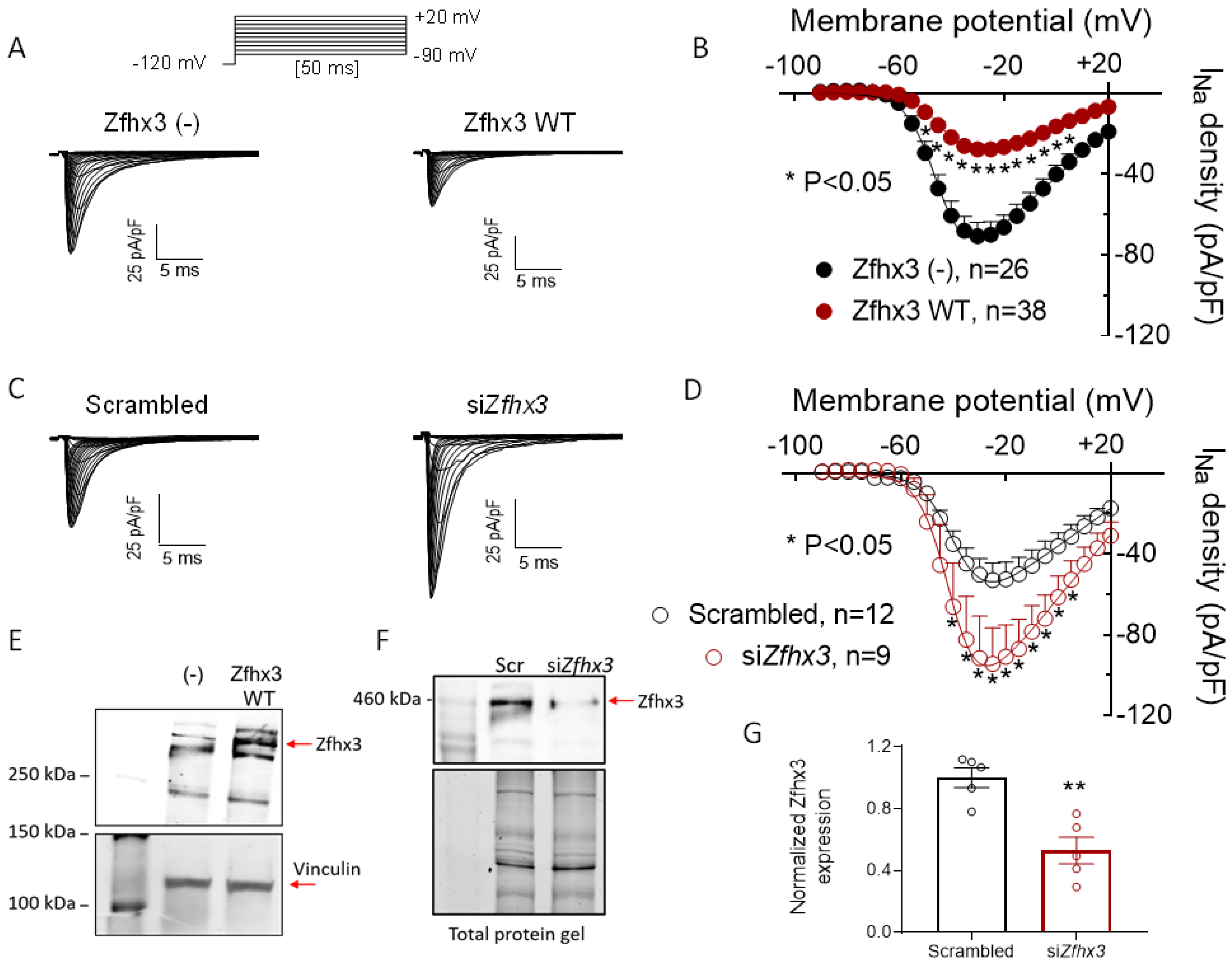 Zfhx3 Transcription Factor Represses the Expression of SCN5A