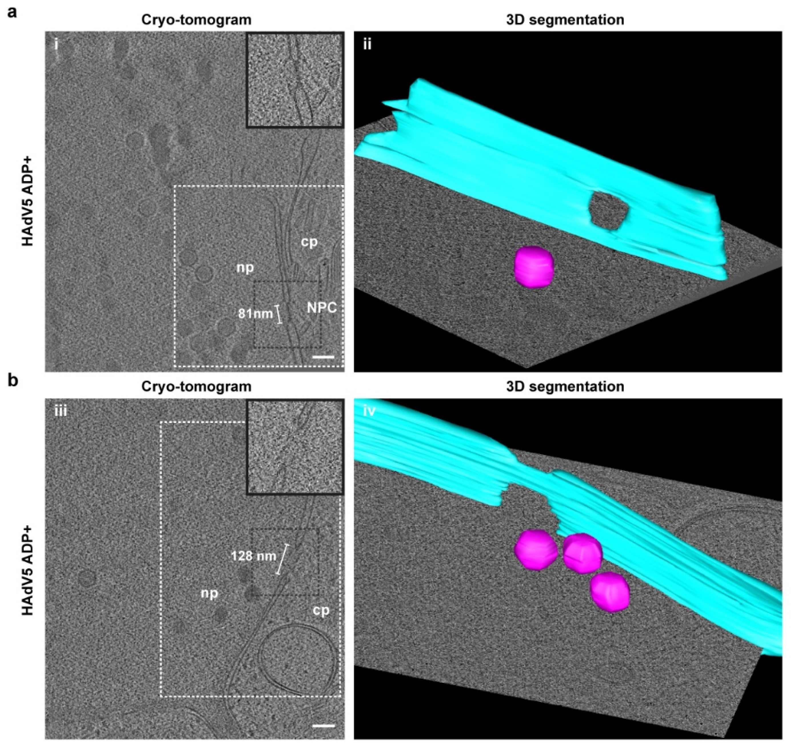 Ijms 22 13034 g006a 550