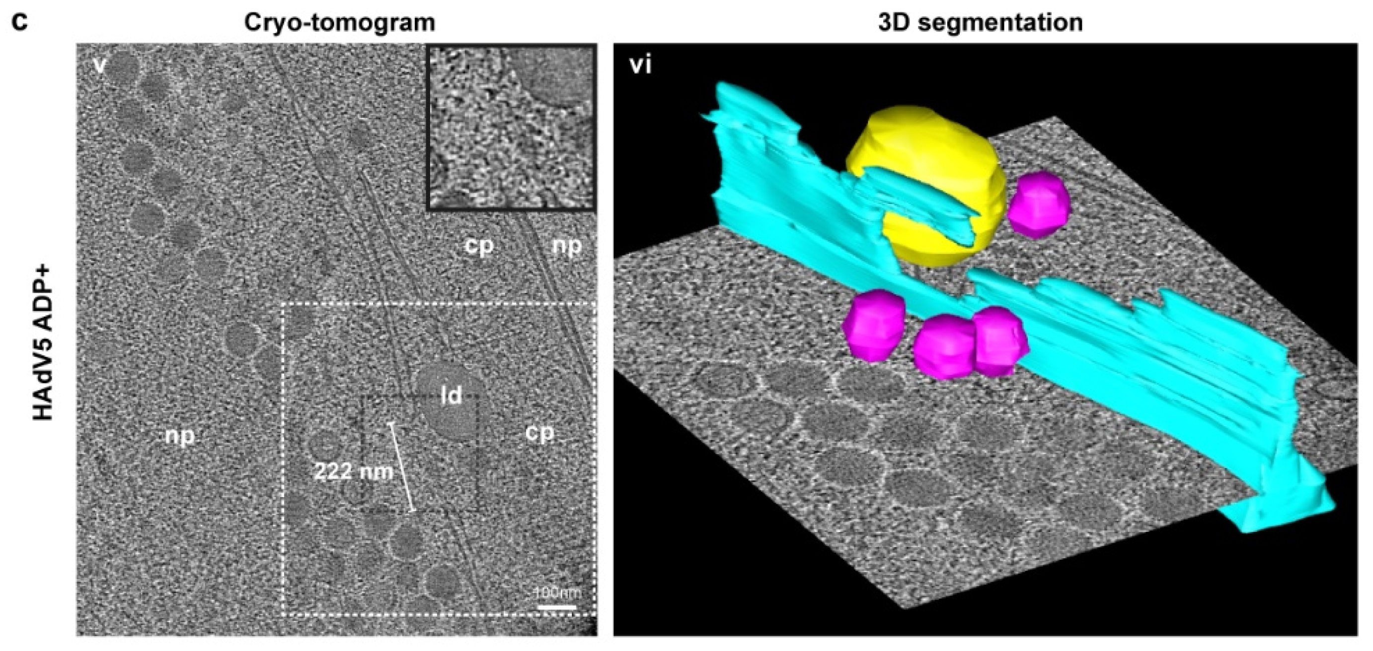 Ijms 22 13034 g006b 550