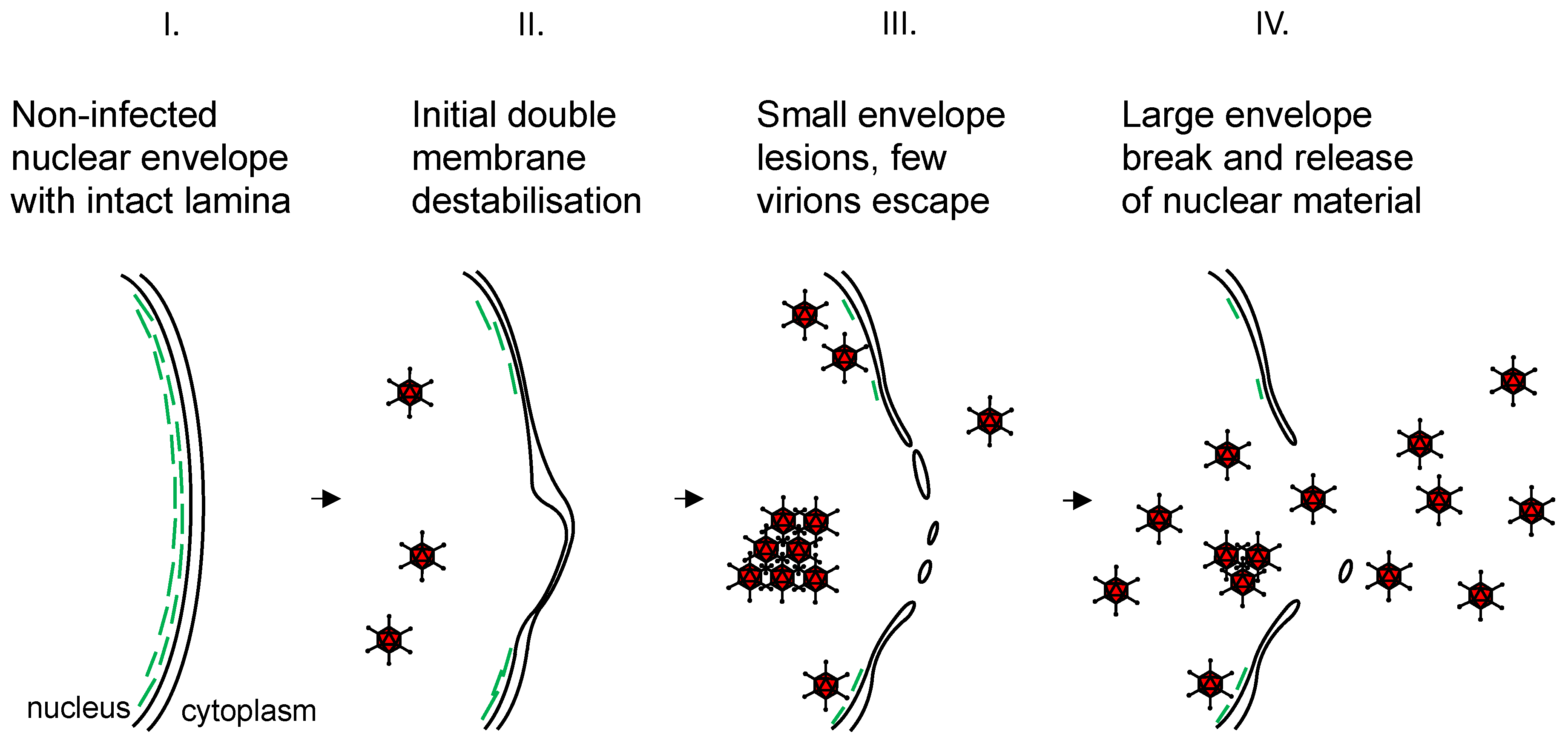 Ijms 22 13034 g007 550