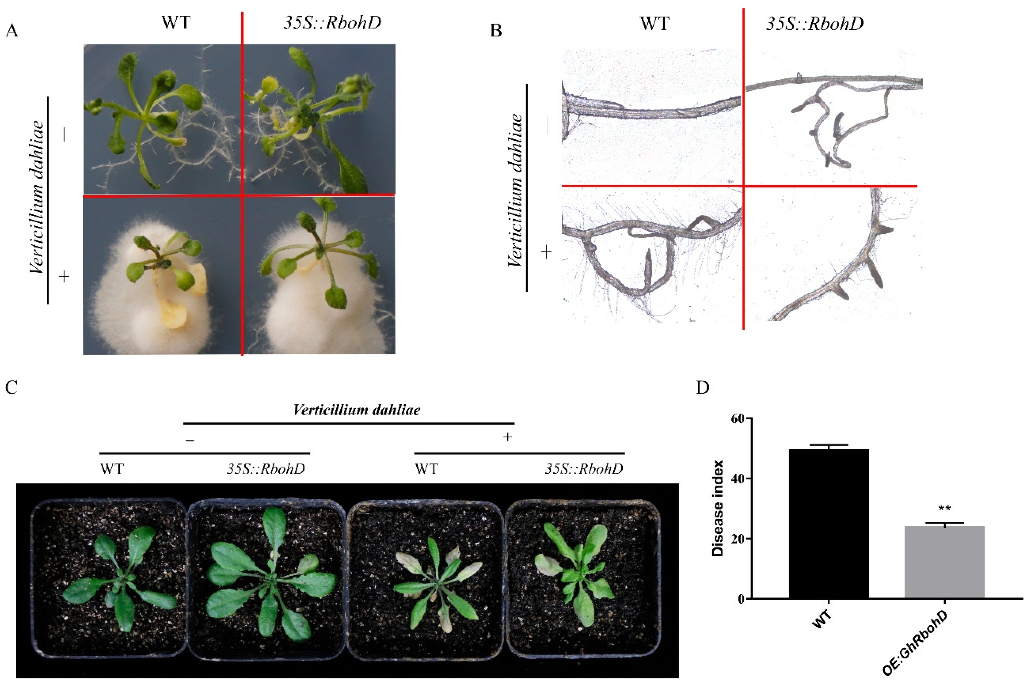 Ijms 22 13041 g006 550