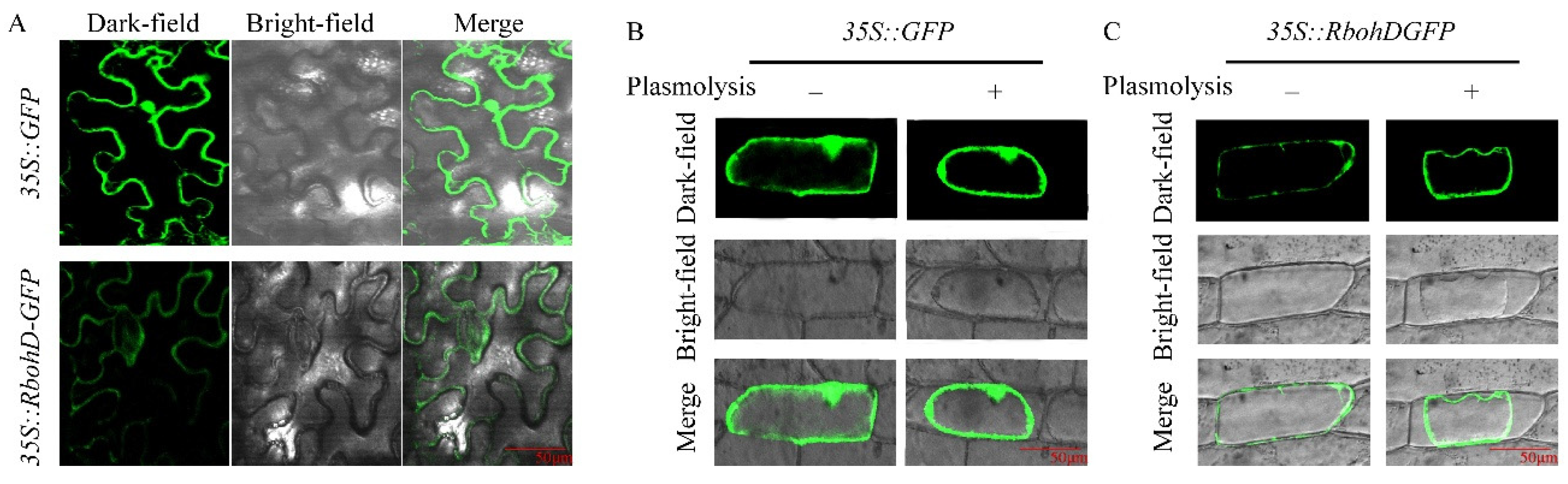 Ijms 22 13041 g007 550
