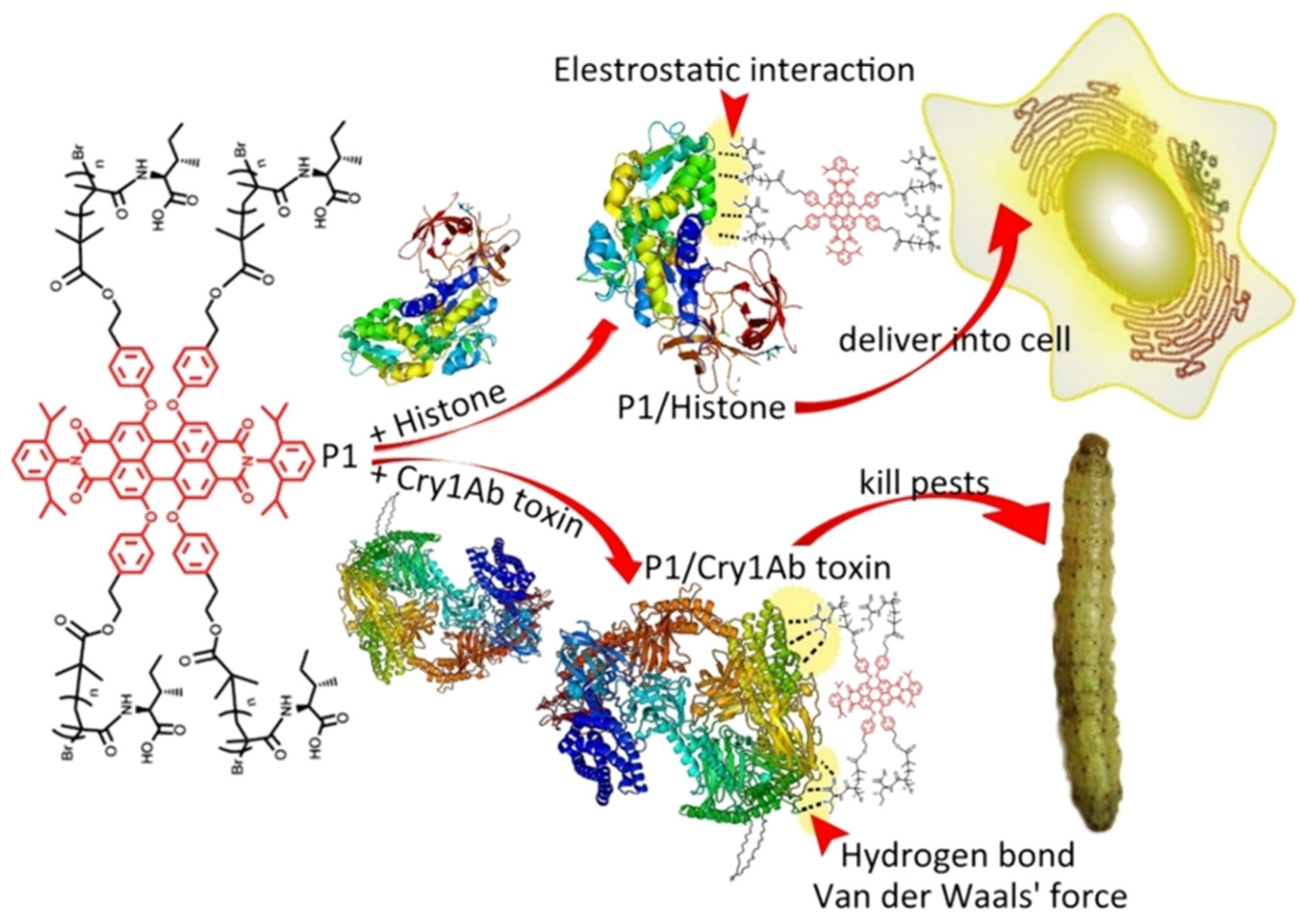 Ijms 22 13043 g003 550