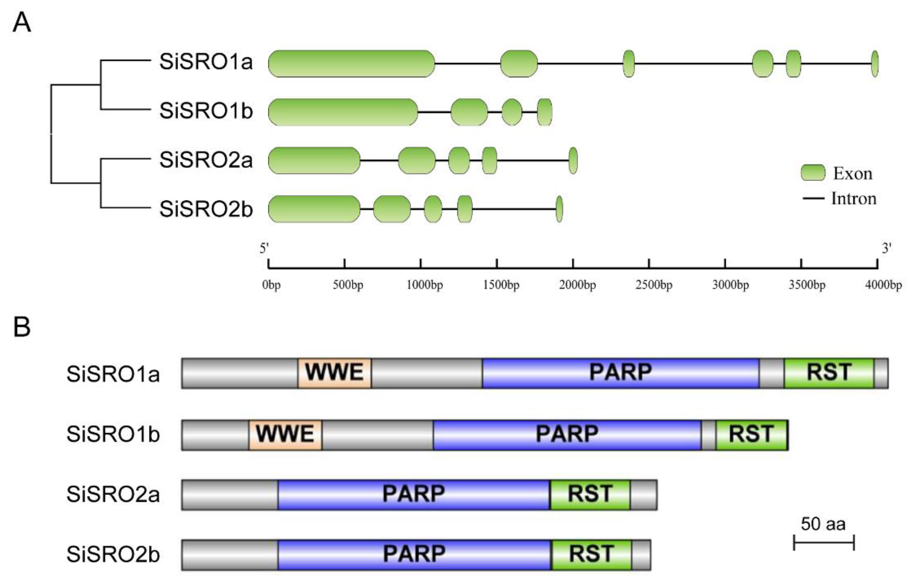 Ijms 22 13048 g002 550