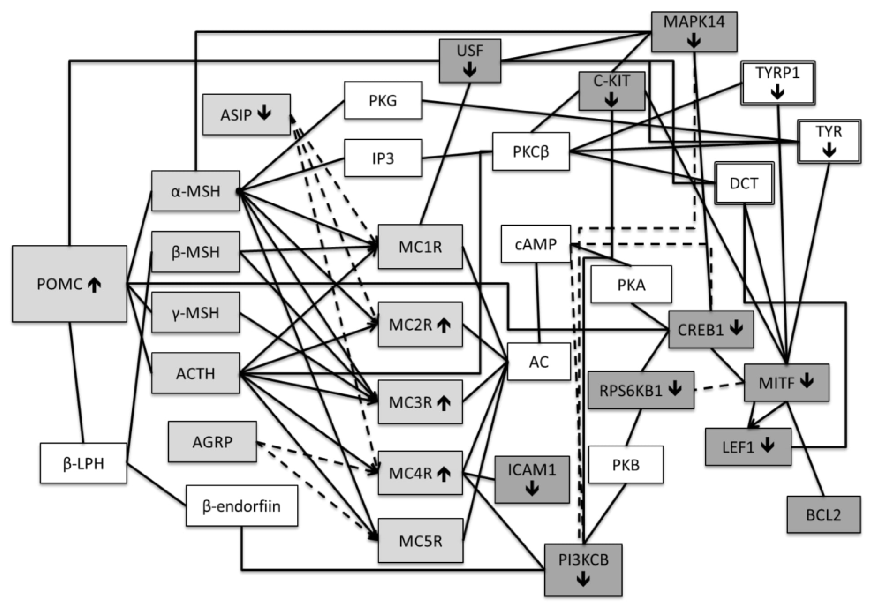 Ijms 22 13056 g001 Ijms 22 13056 g001