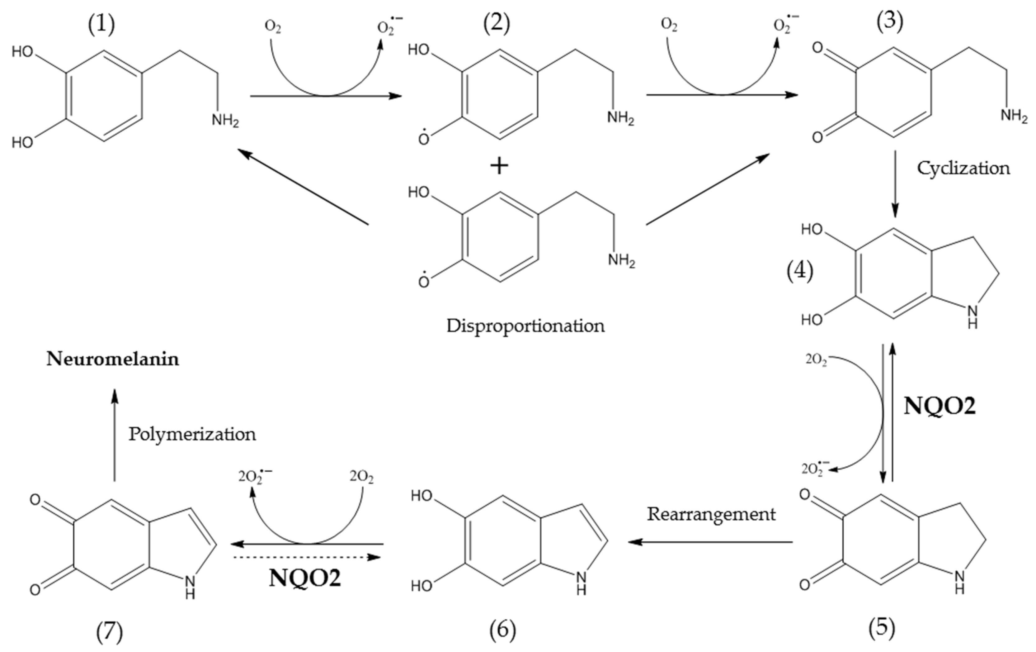 Ijms 22 13061 g001 550
