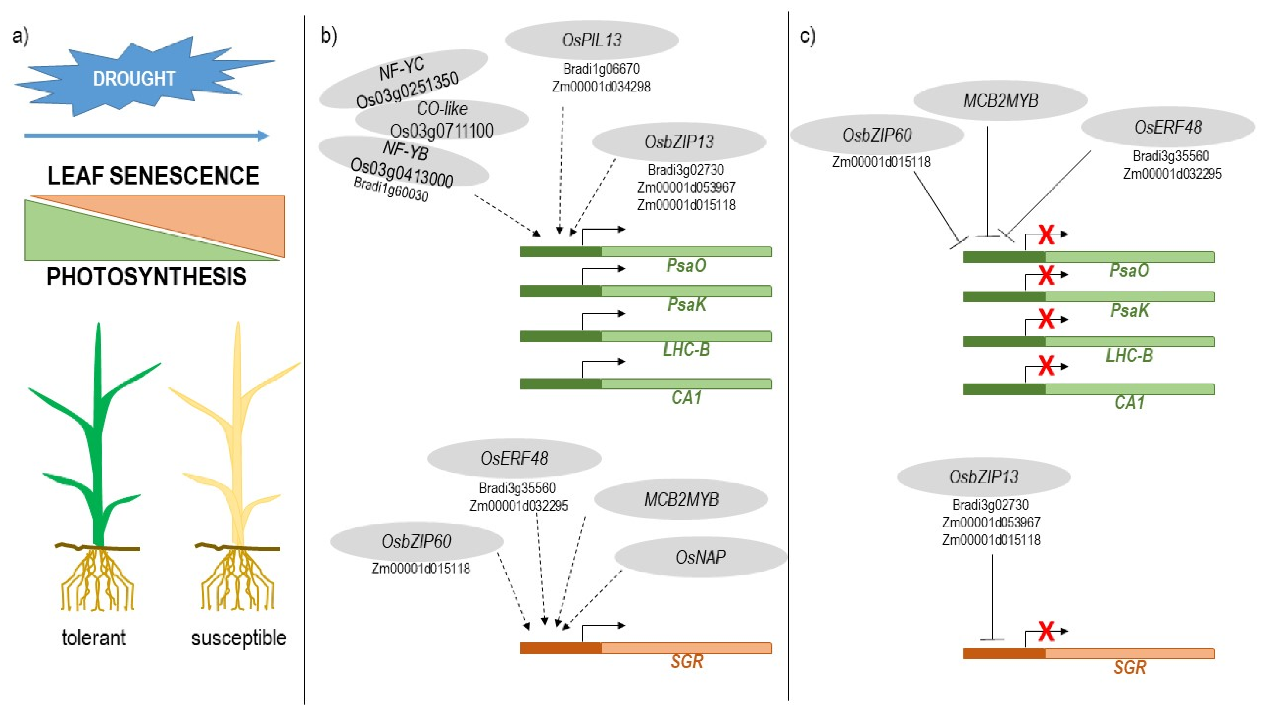 Ijms 22 13062 g006 550