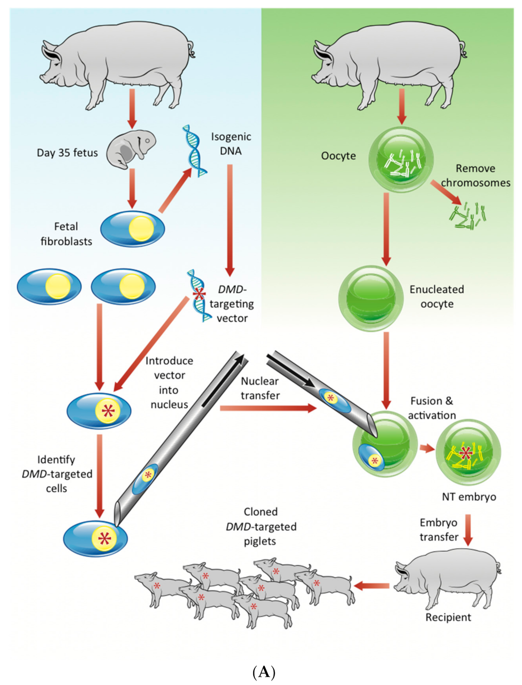 IJMS | Free Full-Text | A Dystrophin Exon-52 Deleted Miniature Pig Model of Duchenne Muscular Dystrophy and Evaluation of Exon Skipping IJMS | Free Full-Text | A Dystrophin Exon-52 Deleted Miniature Pig Model of Duchenne Muscular Dystrophy and Evaluation of Exon Skipping