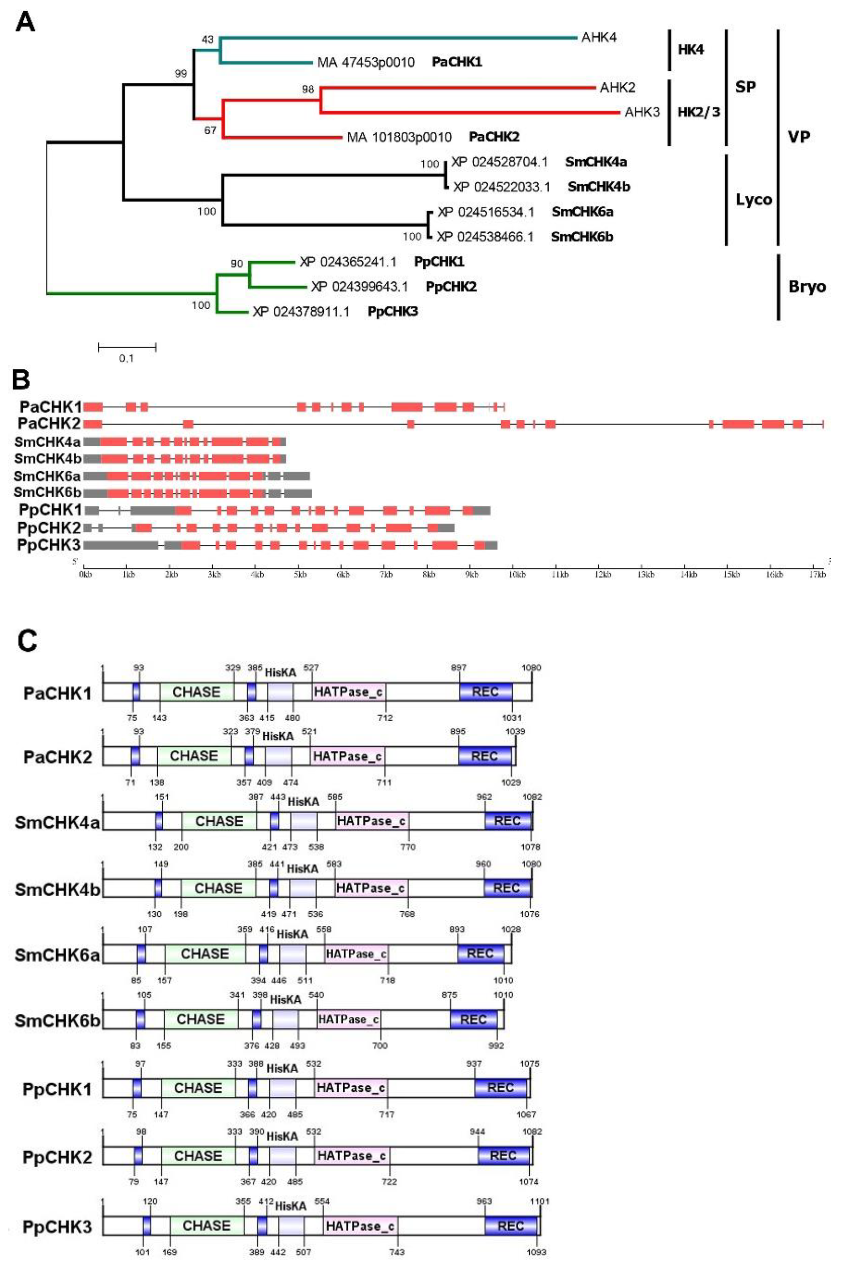 Ijms 22 13077 g001 Ijms 22 13077 g001