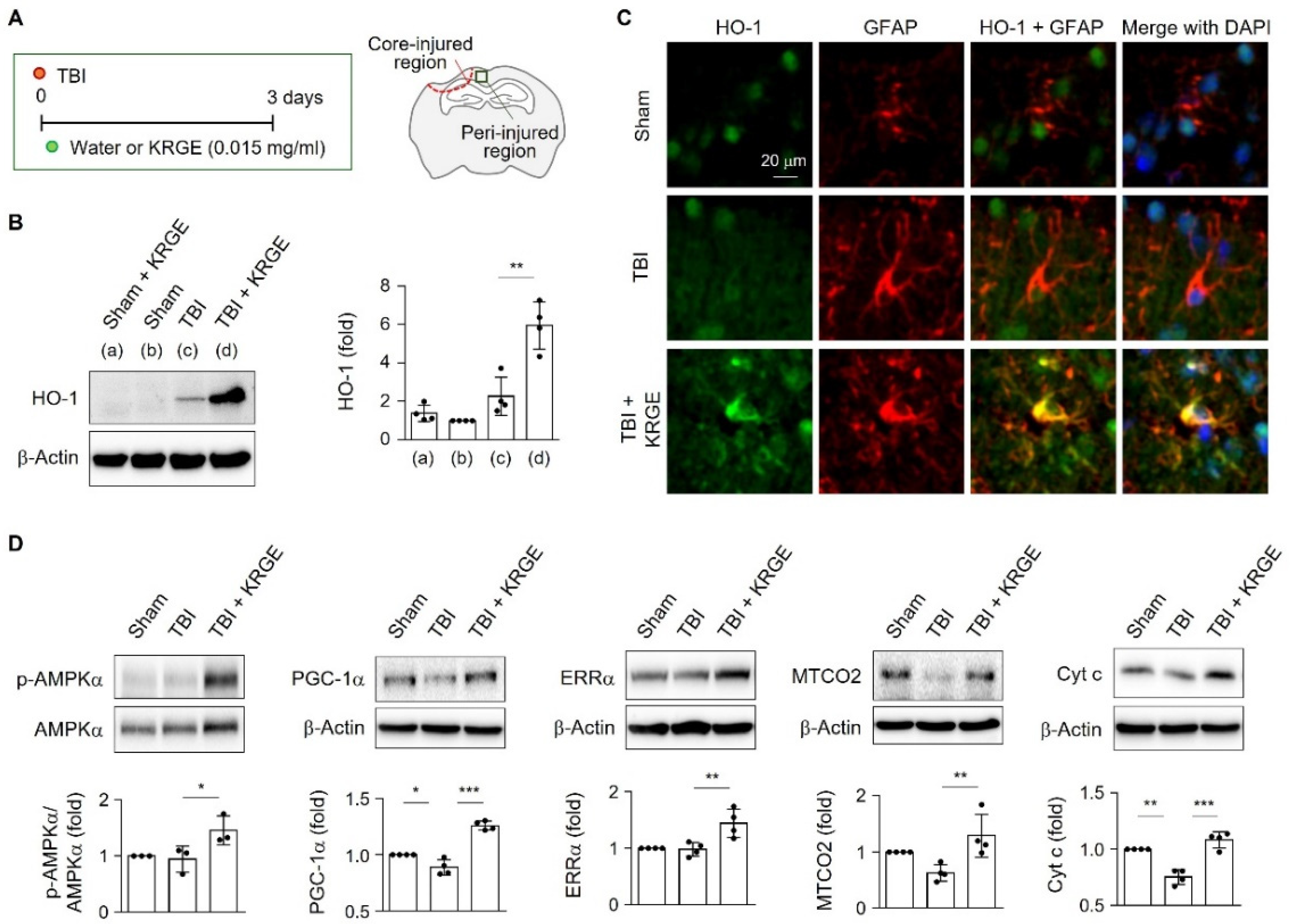 Ijms 22 13081 g001 550