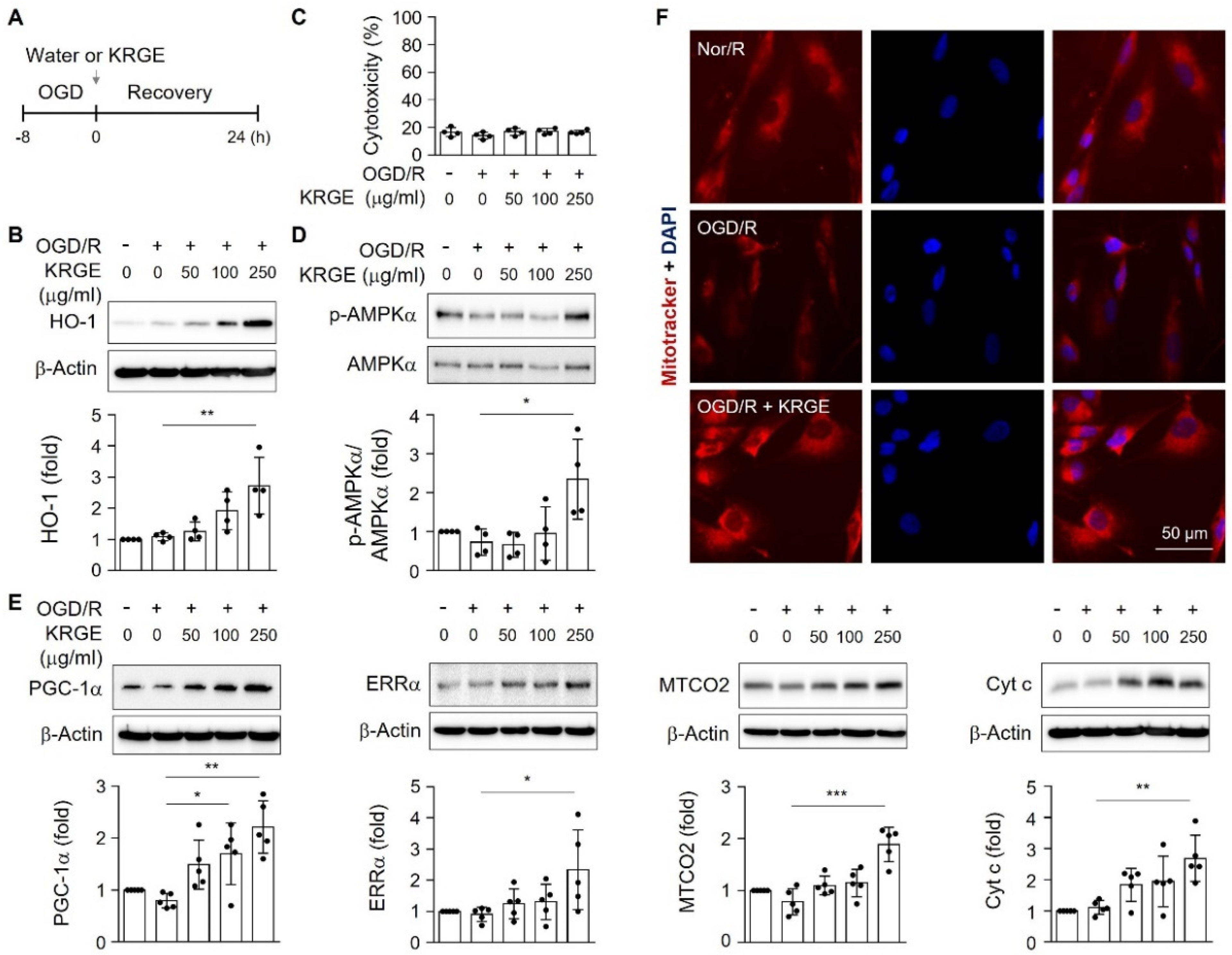 Ijms 22 13081 g002 550
