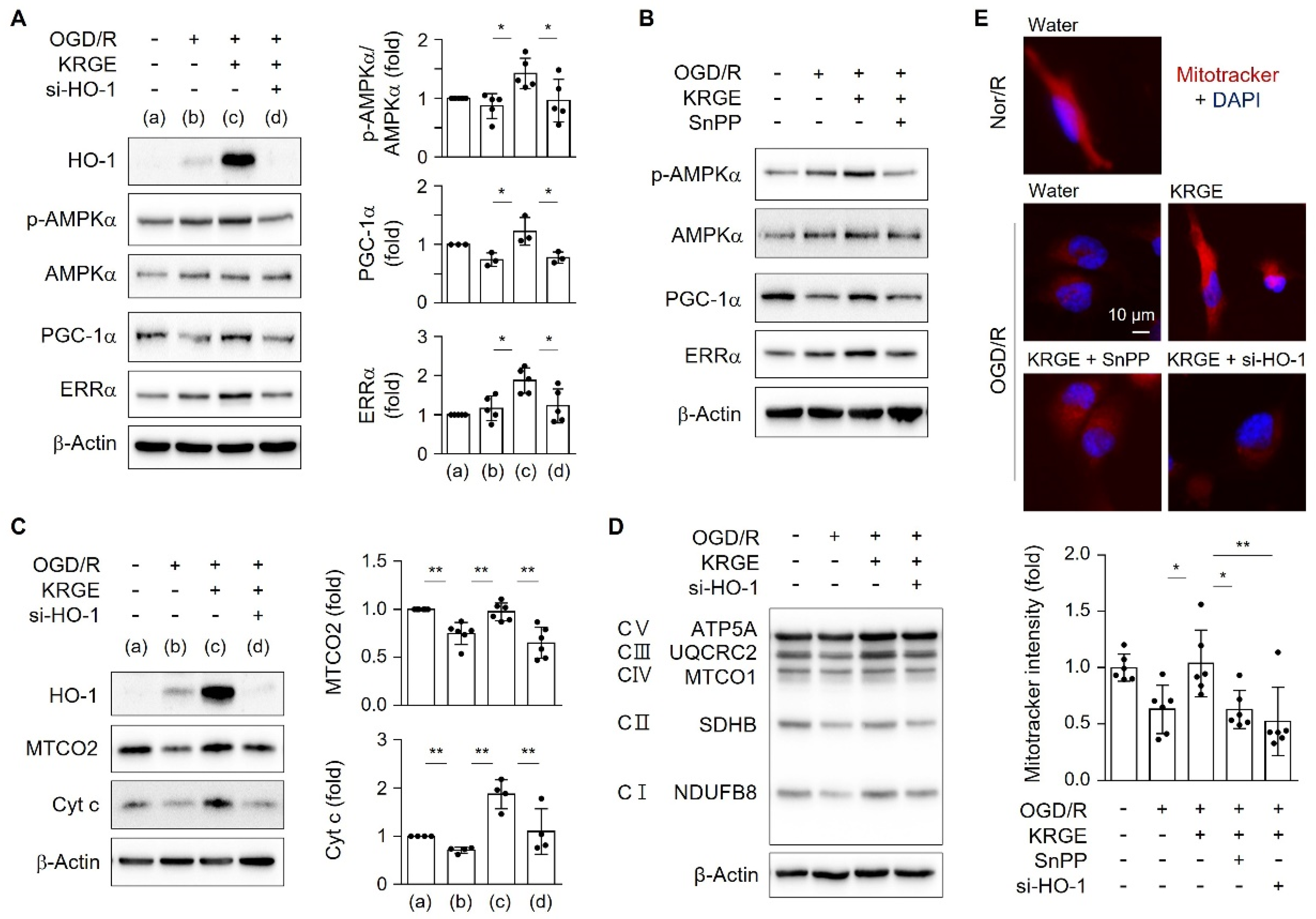 Ijms 22 13081 g003 550