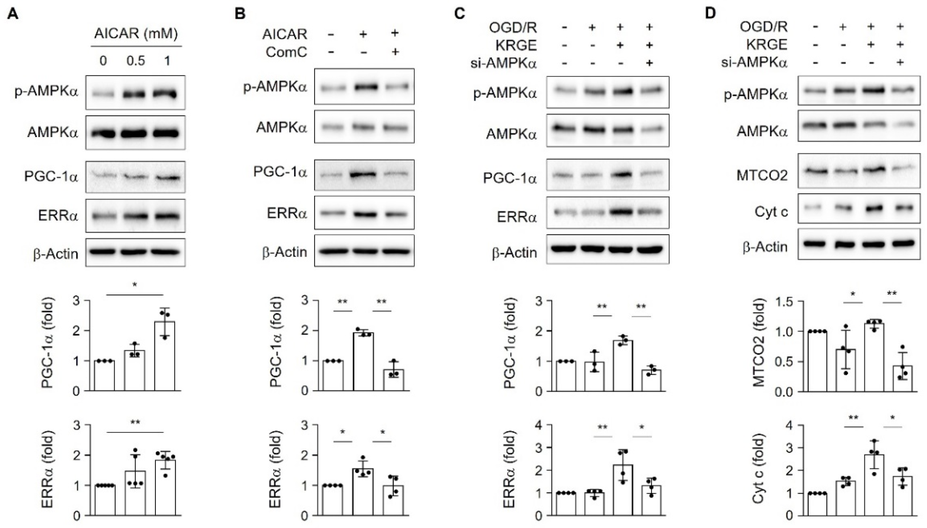 Ijms 22 13081 g004 550
