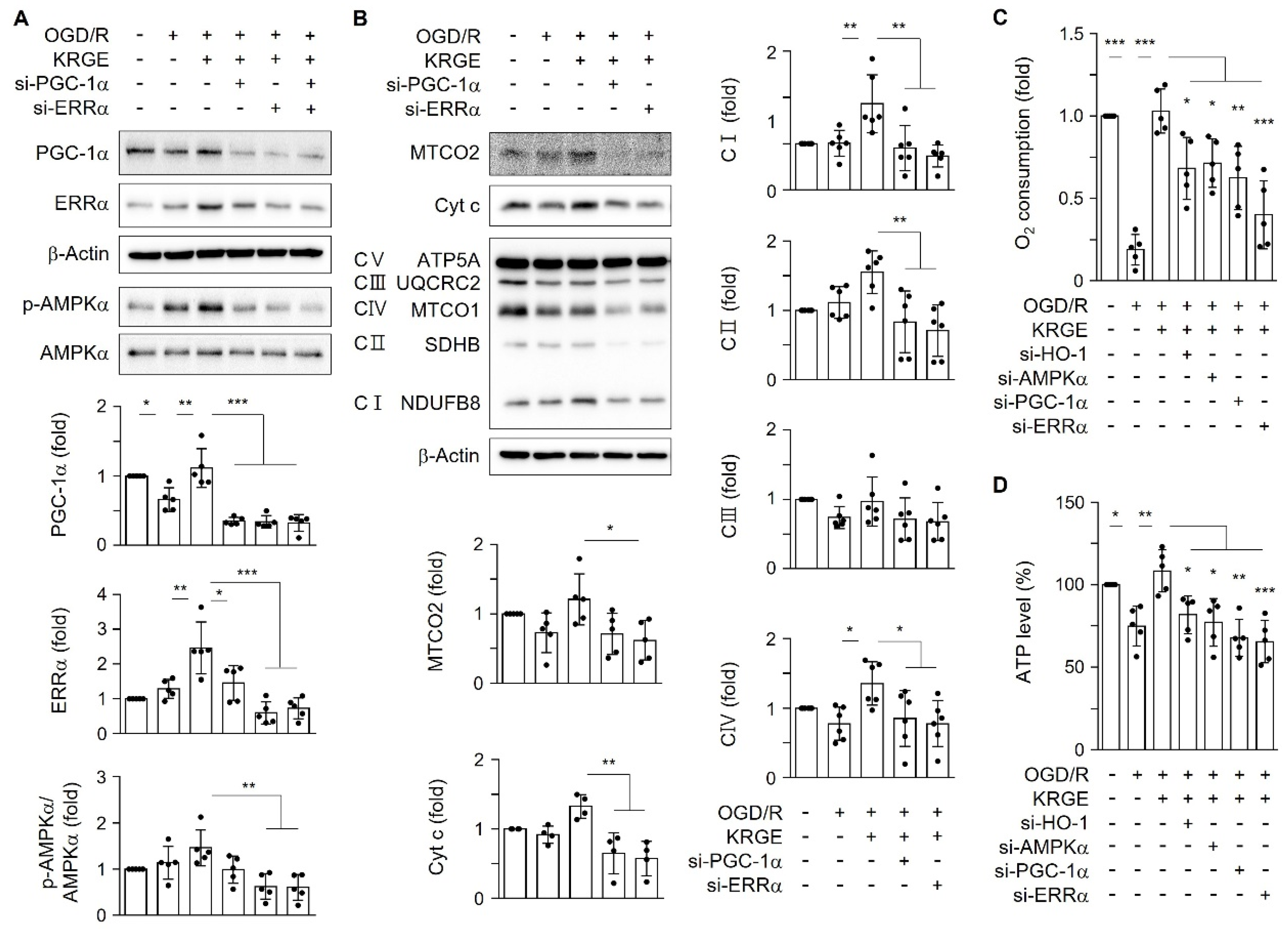 Ijms 22 13081 g005 550