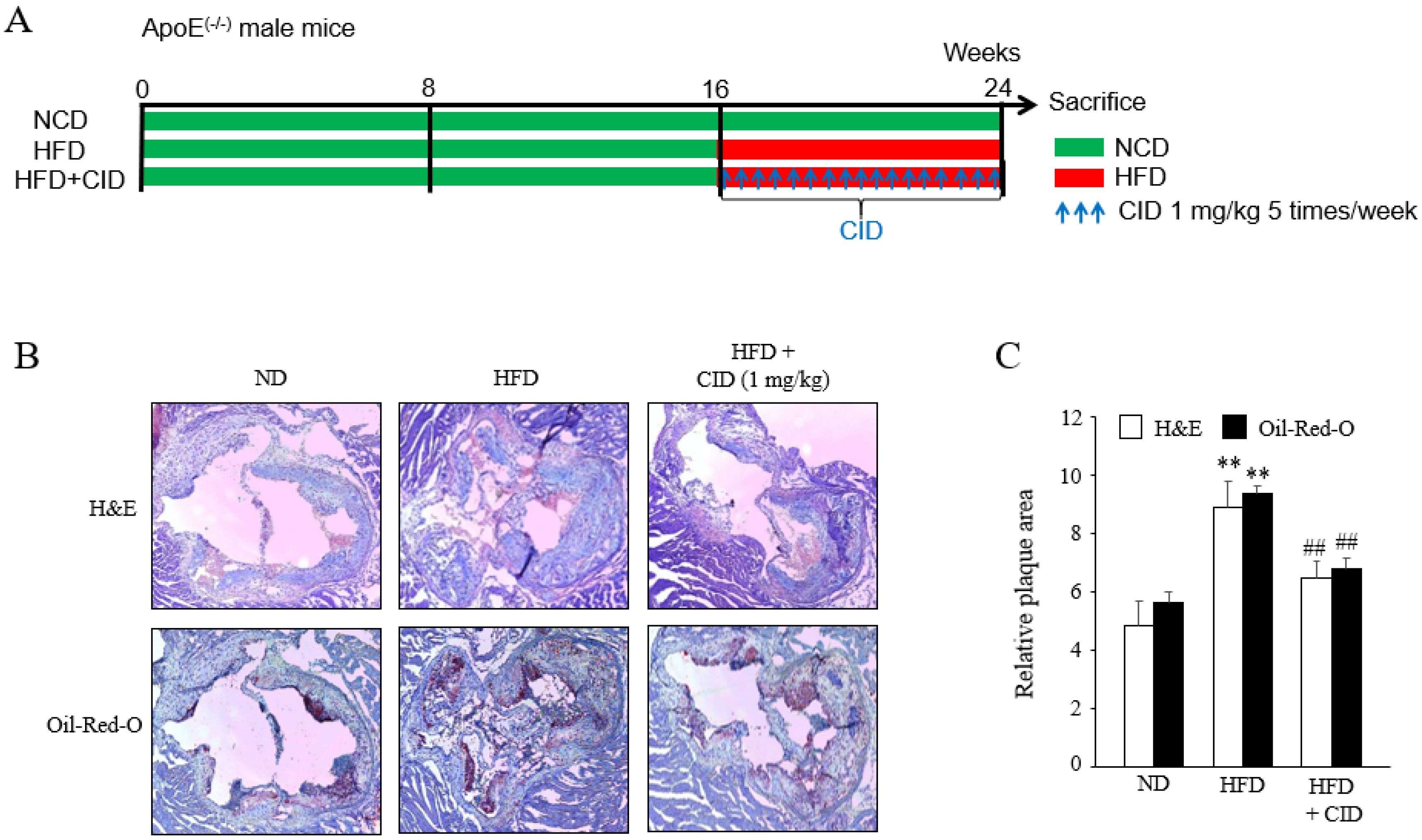 Ijms 22 13084 g011 550