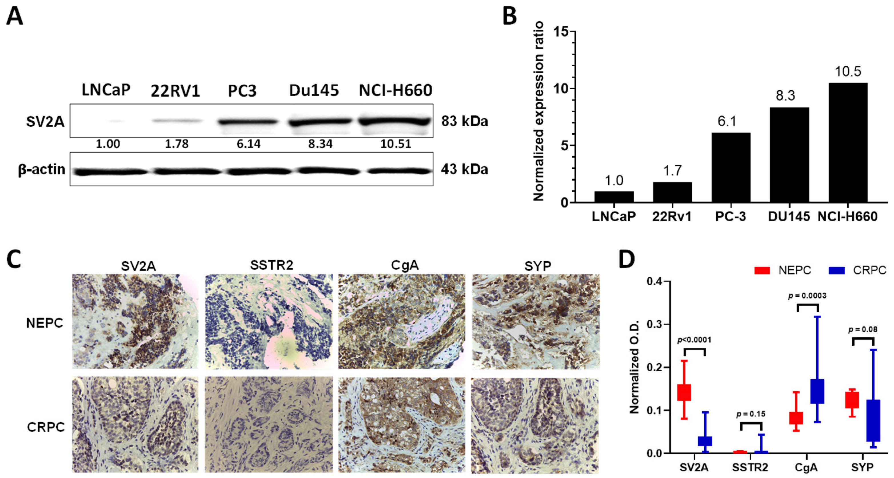 Ijms 22 13085 g002 Ijms 22 13085 g002