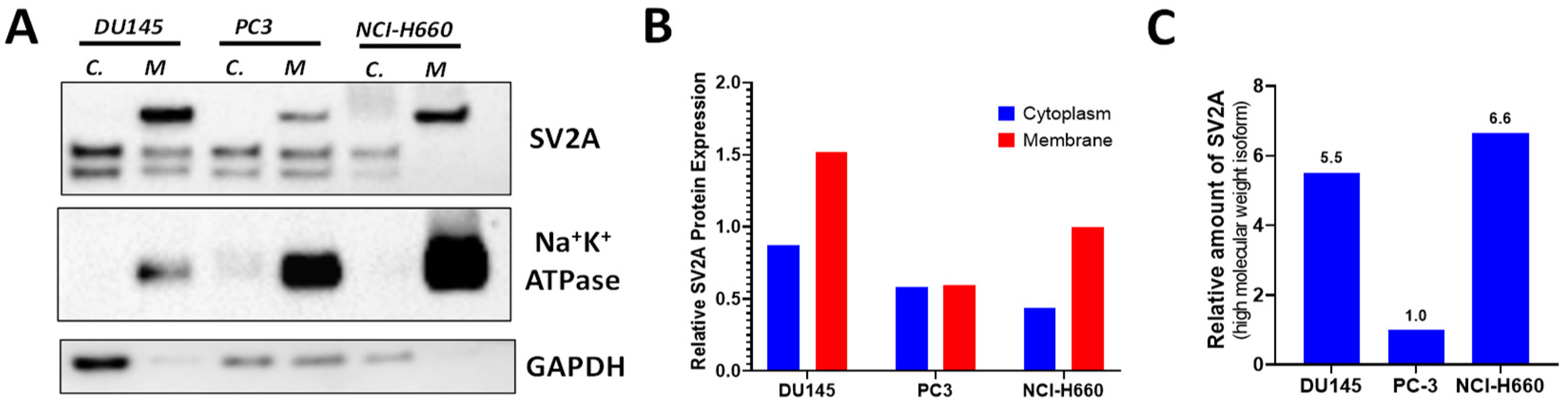 Ijms 22 13085 g003 Ijms 22 13085 g003
