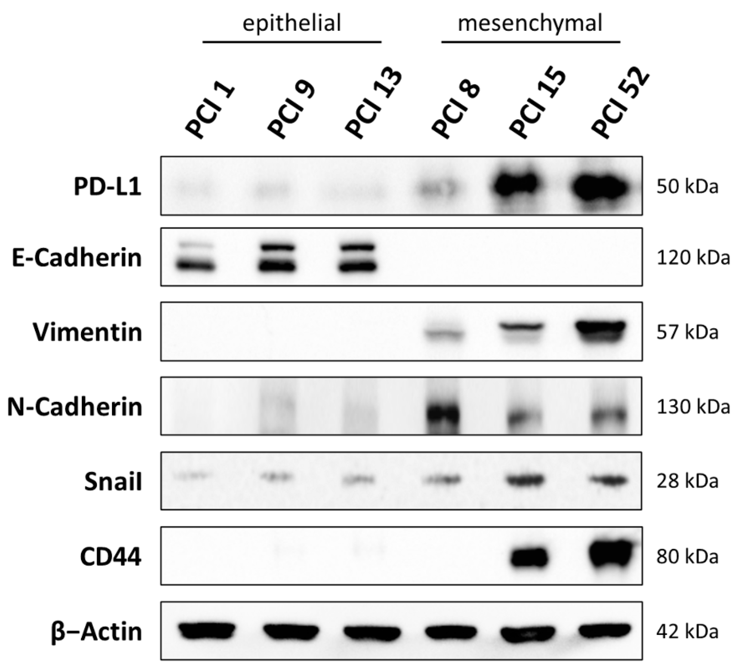 Differential Expression of PD-L1 during Cell Cycle